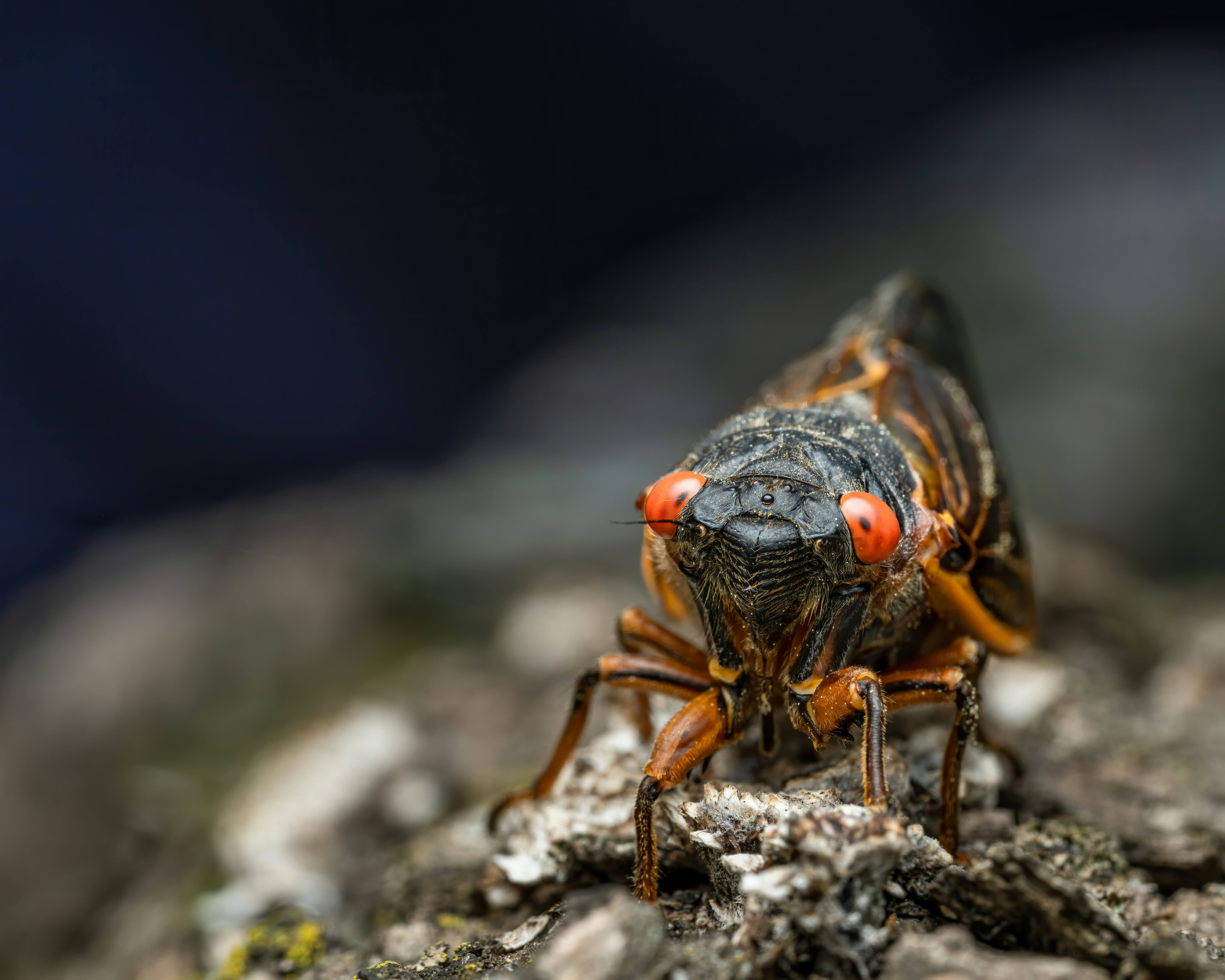 Photo by skylerewing