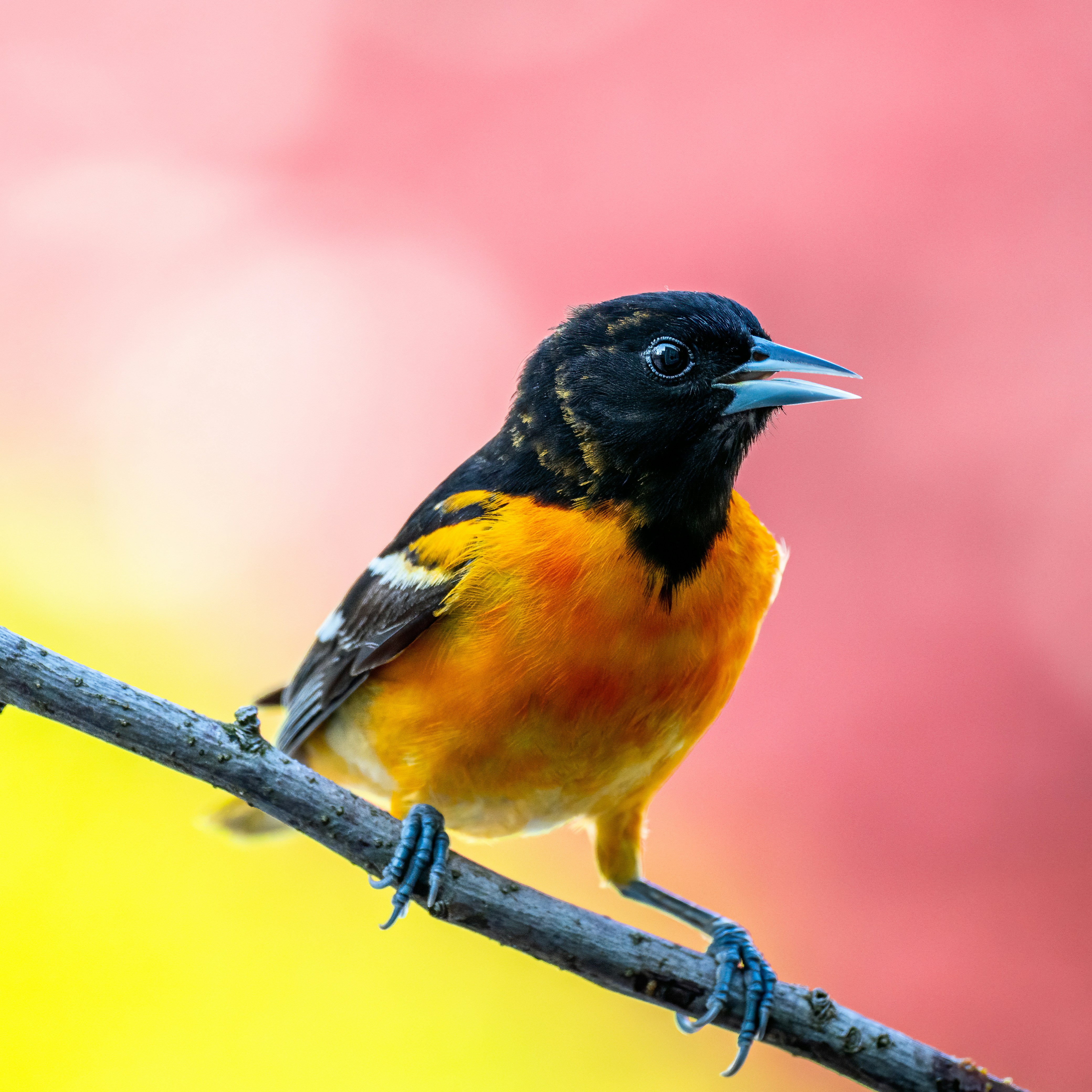 Photo by skylerewing