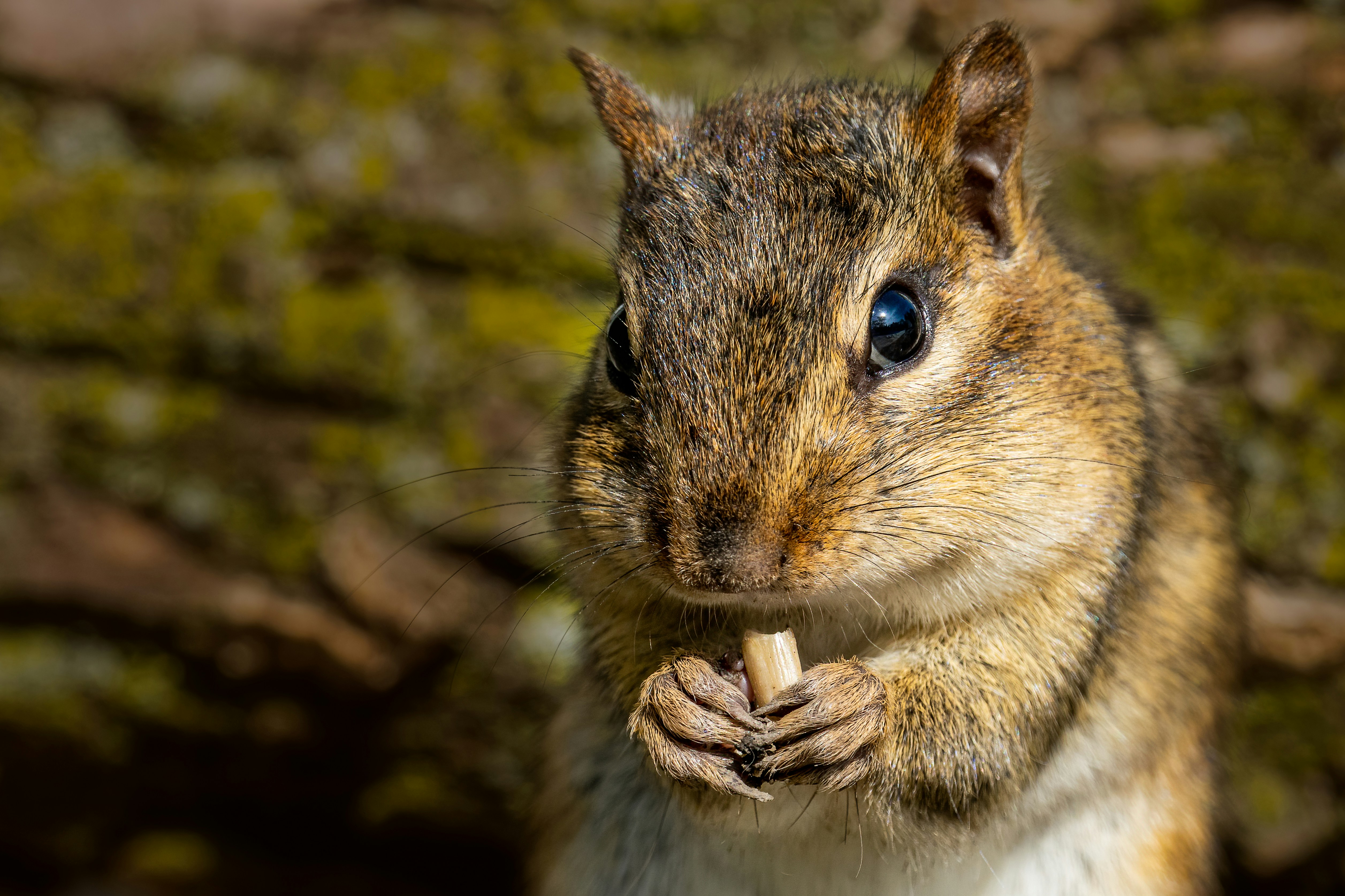 Photo by skylerewing