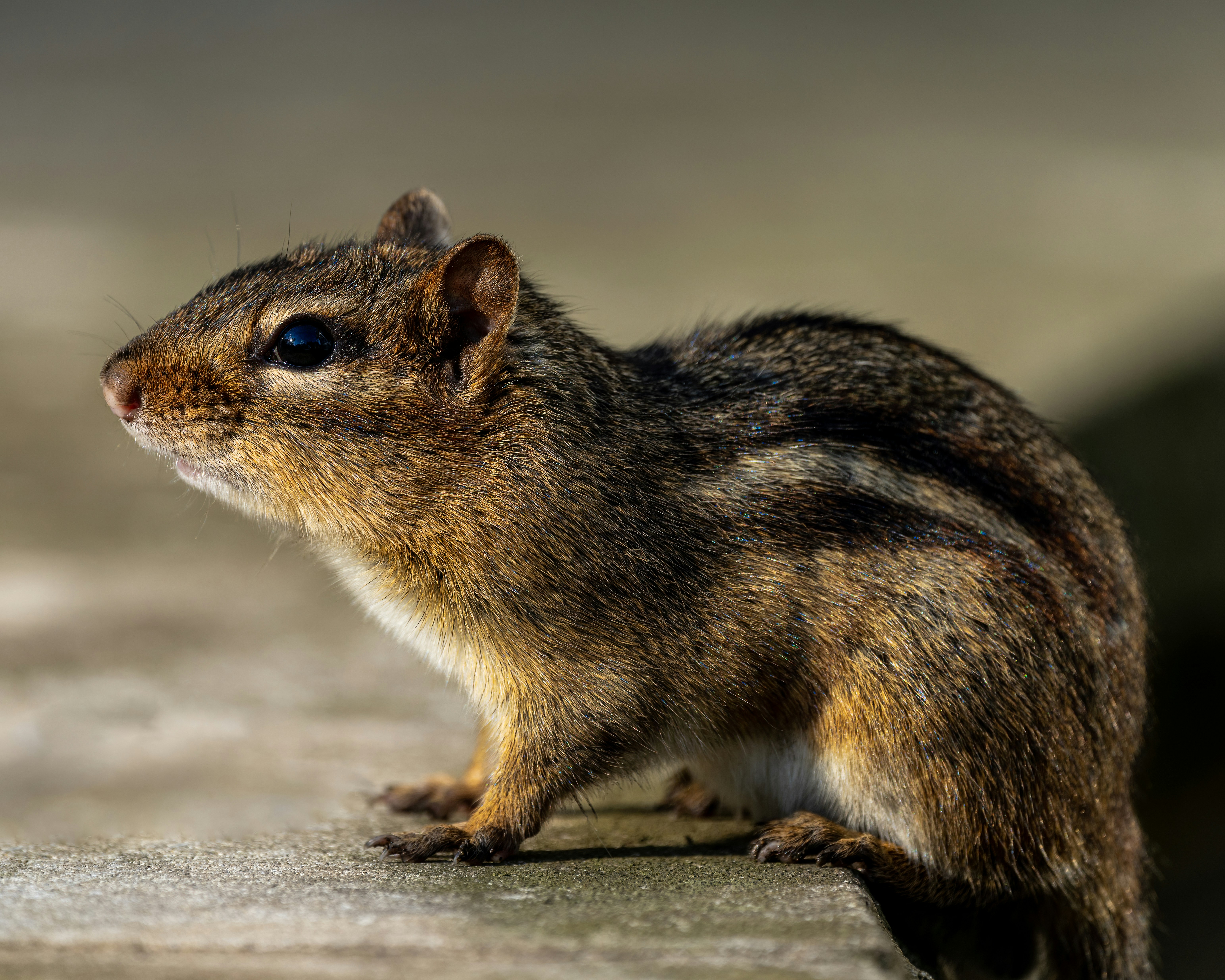 Photo by skylerewing