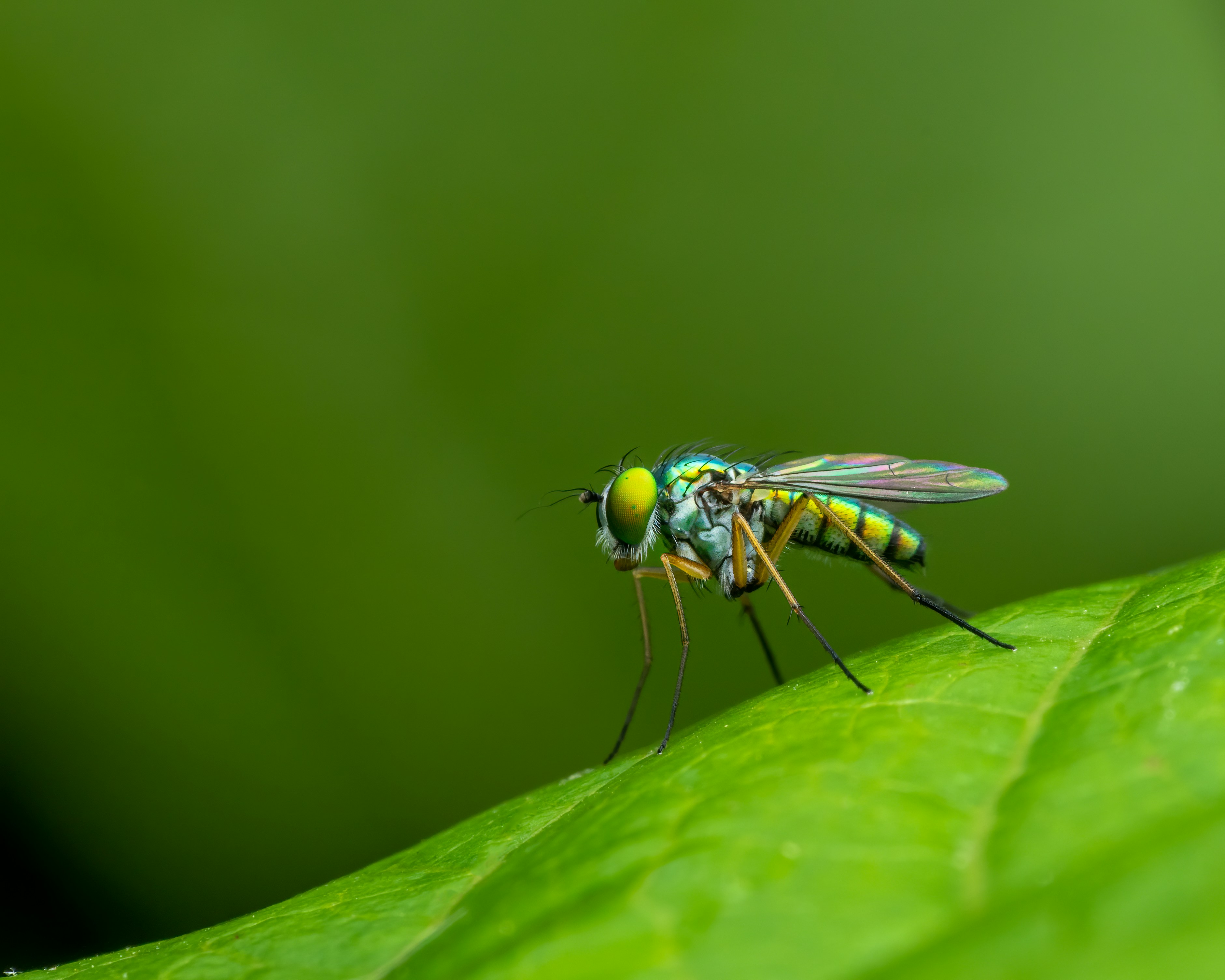 Photo by skylerewing