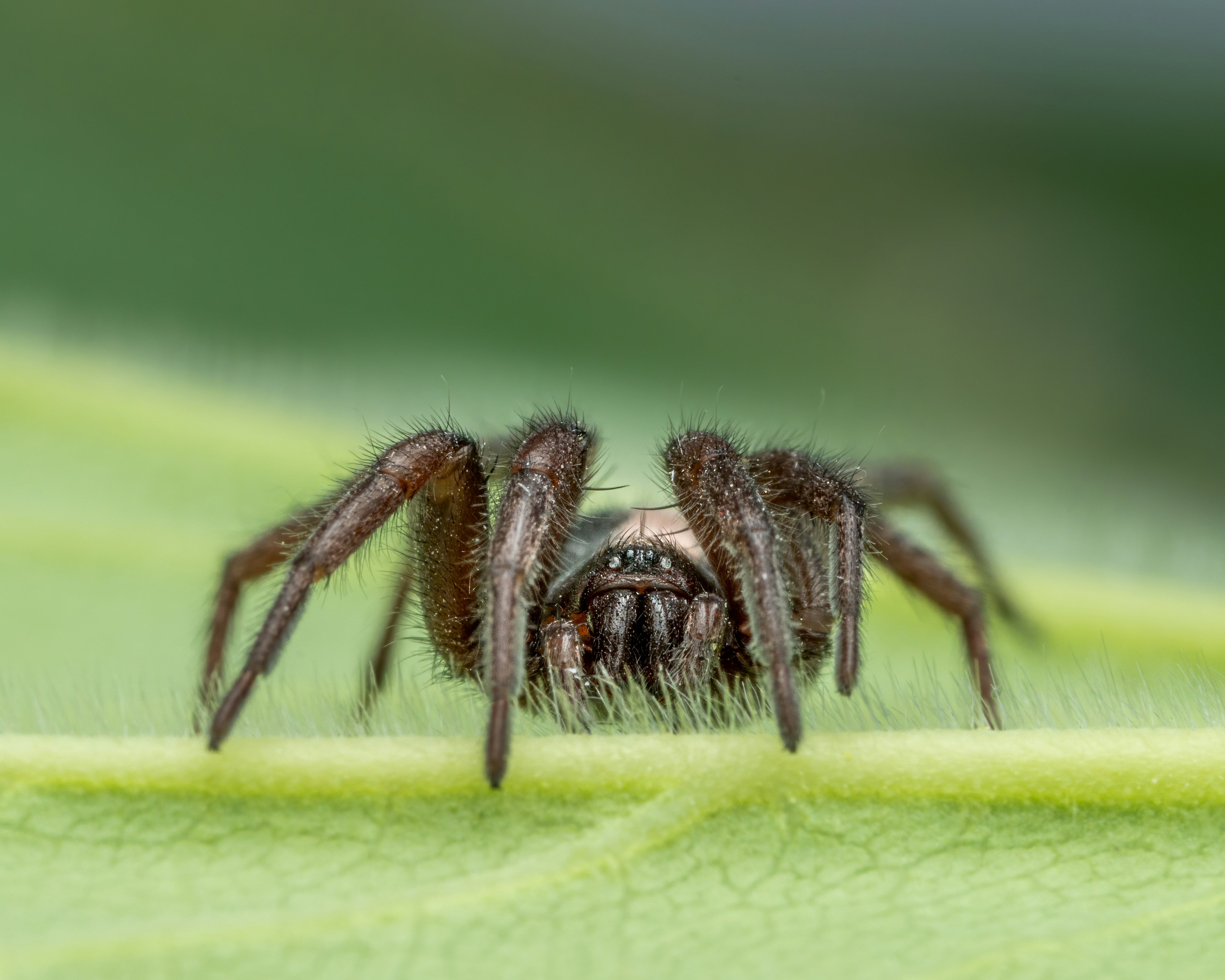 Photo by skylerewing