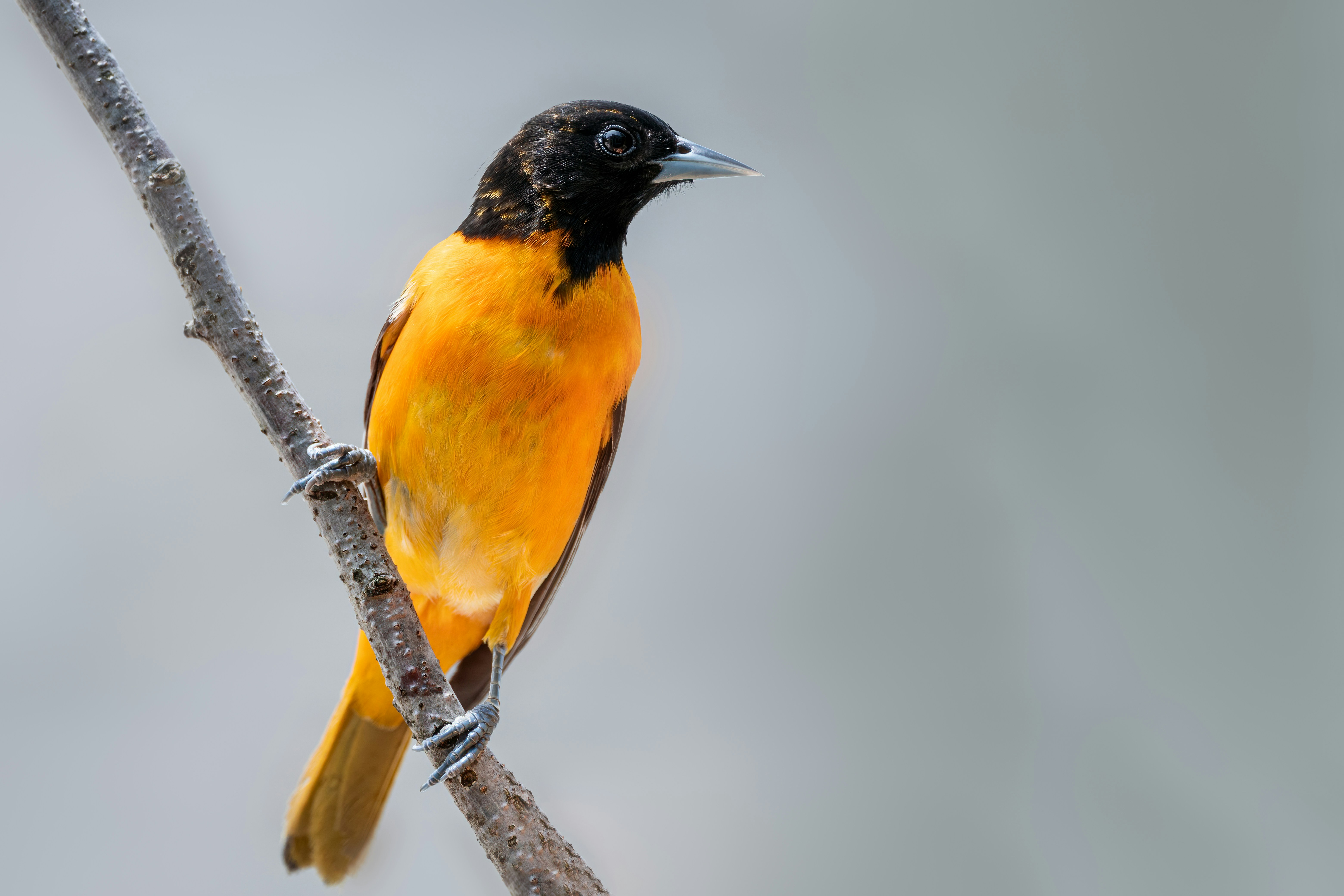 Photo by skylerewing