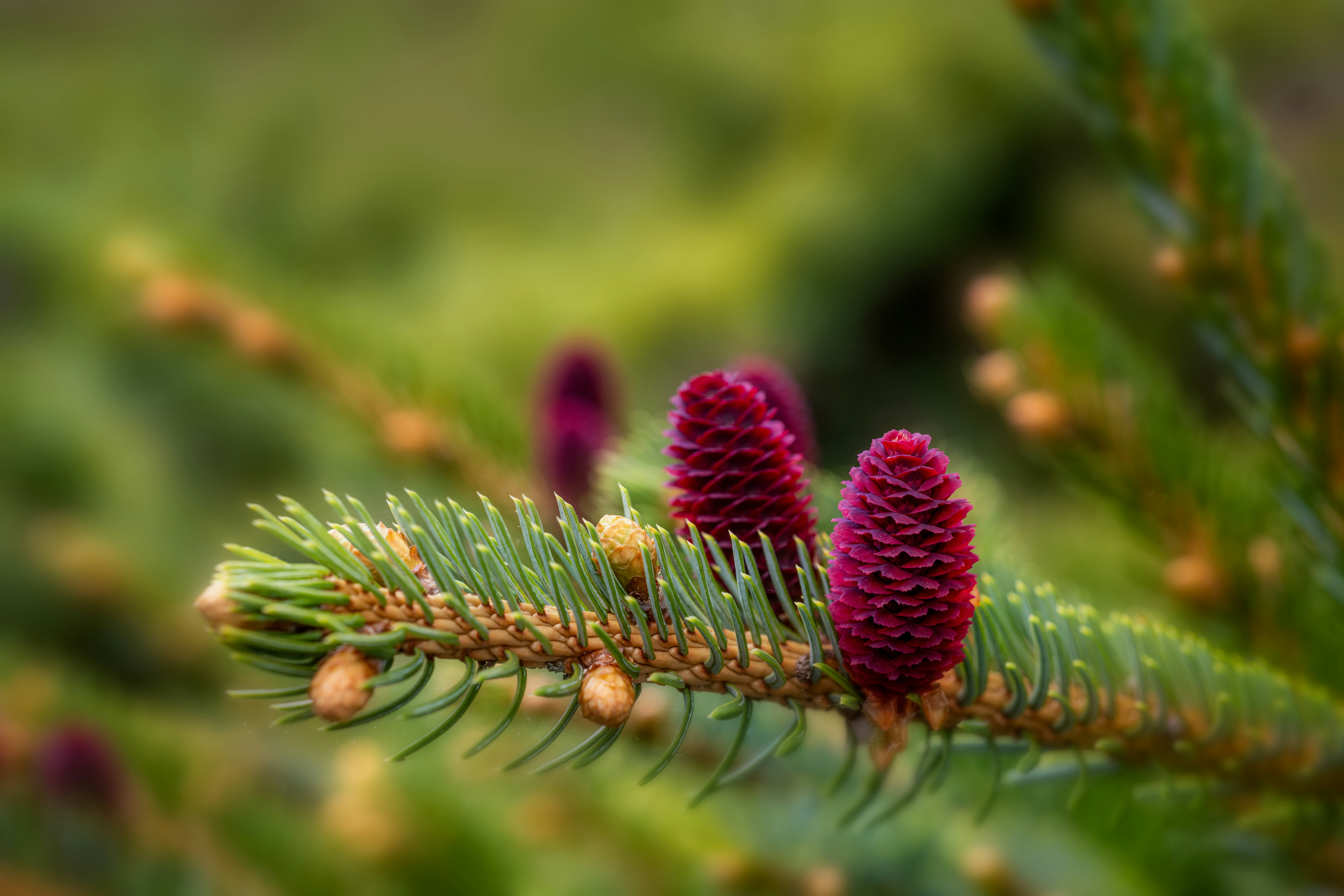 Photo by skylerewing