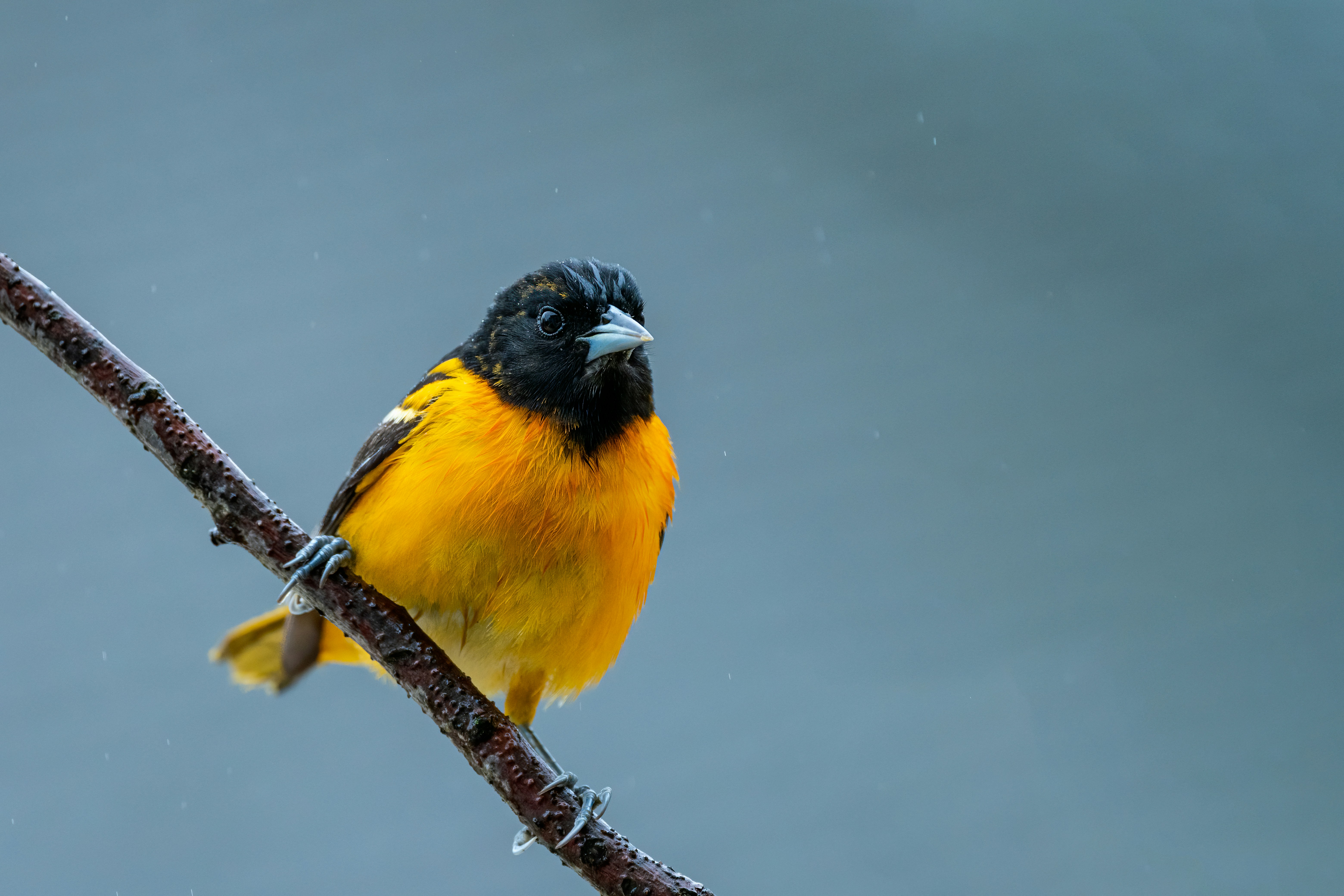 Photo by skylerewing