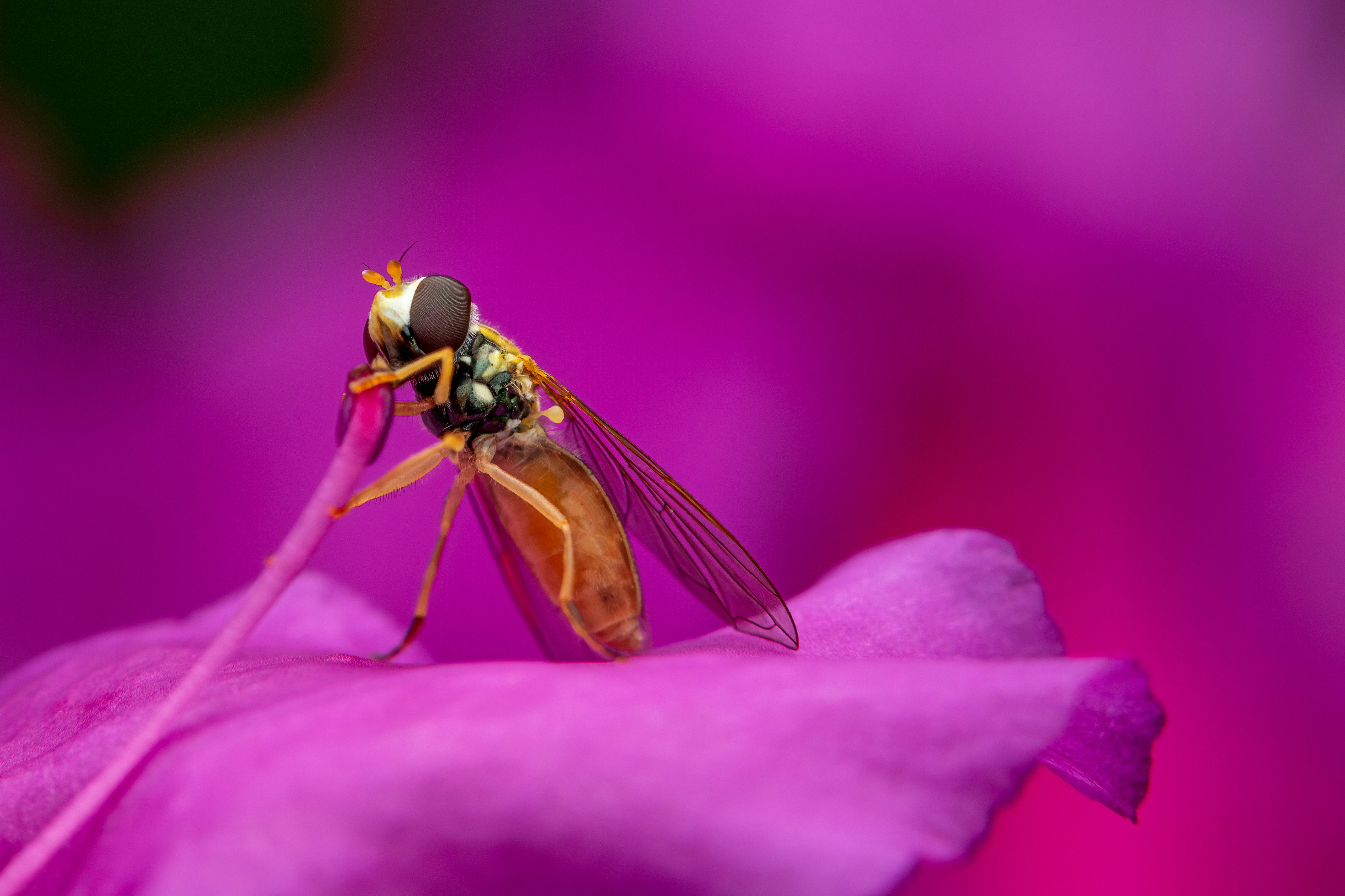 Photo by skylerewing