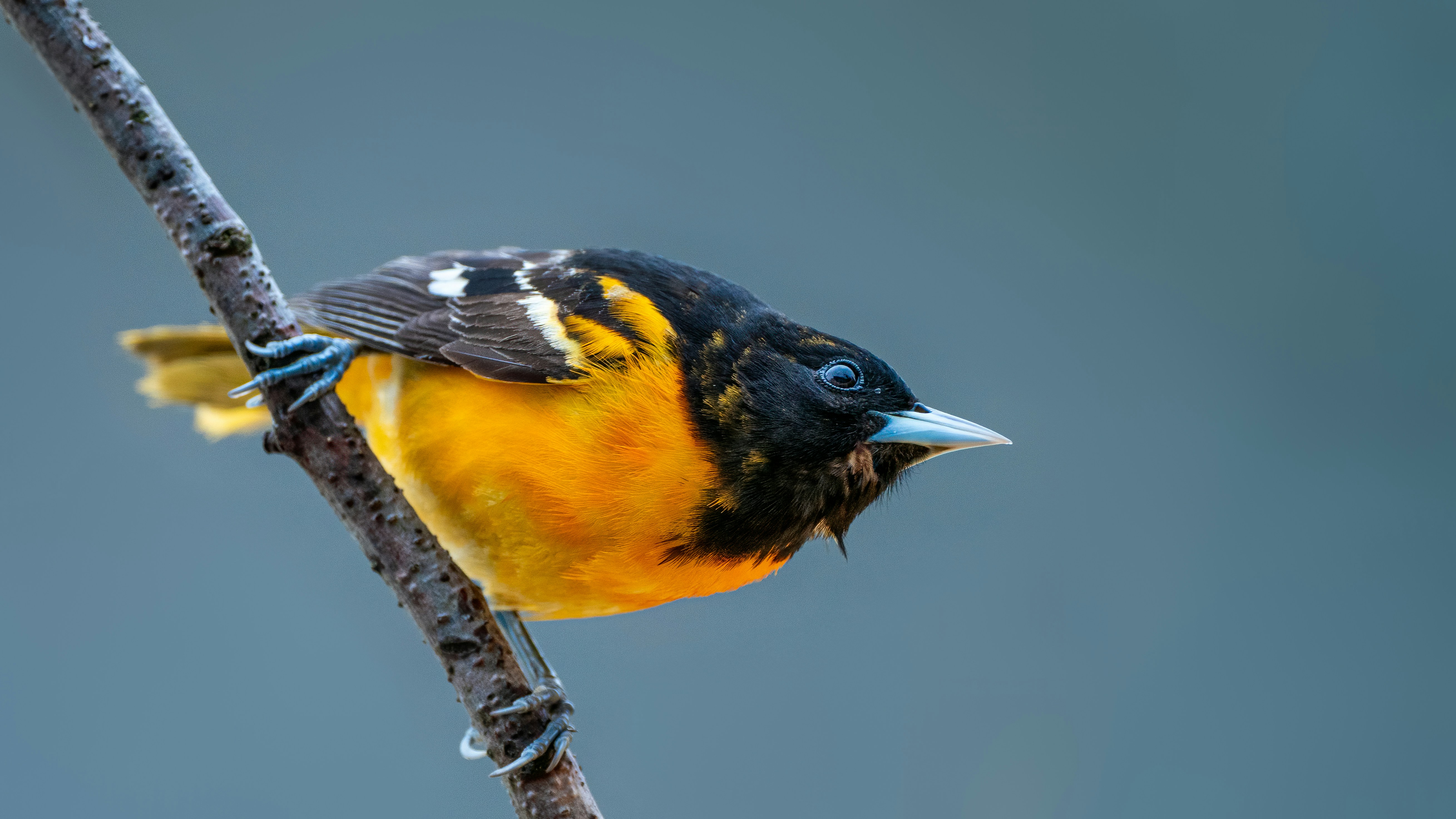 Photo by skylerewing