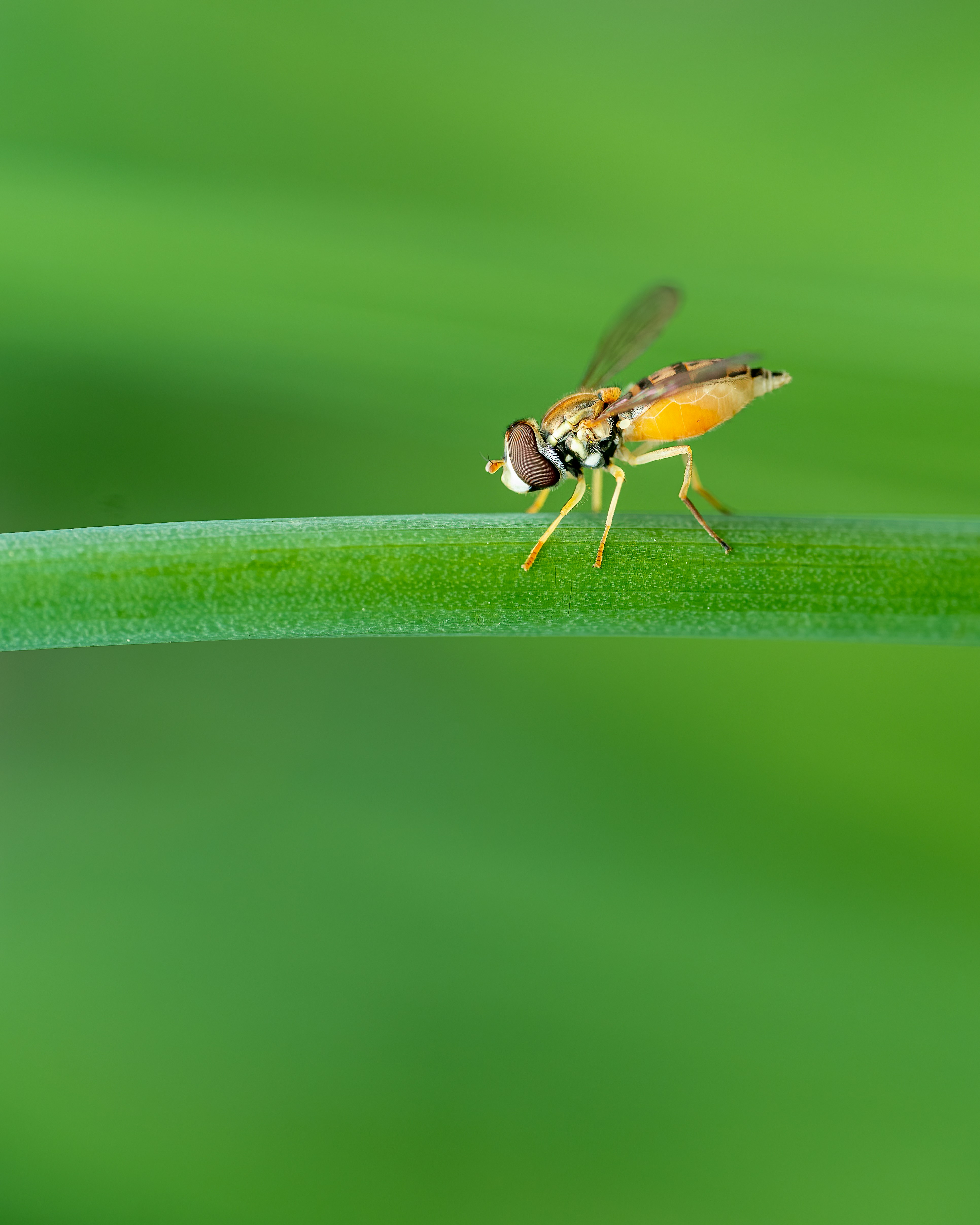 Photo by skylerewing