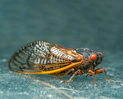a close up of a fly
