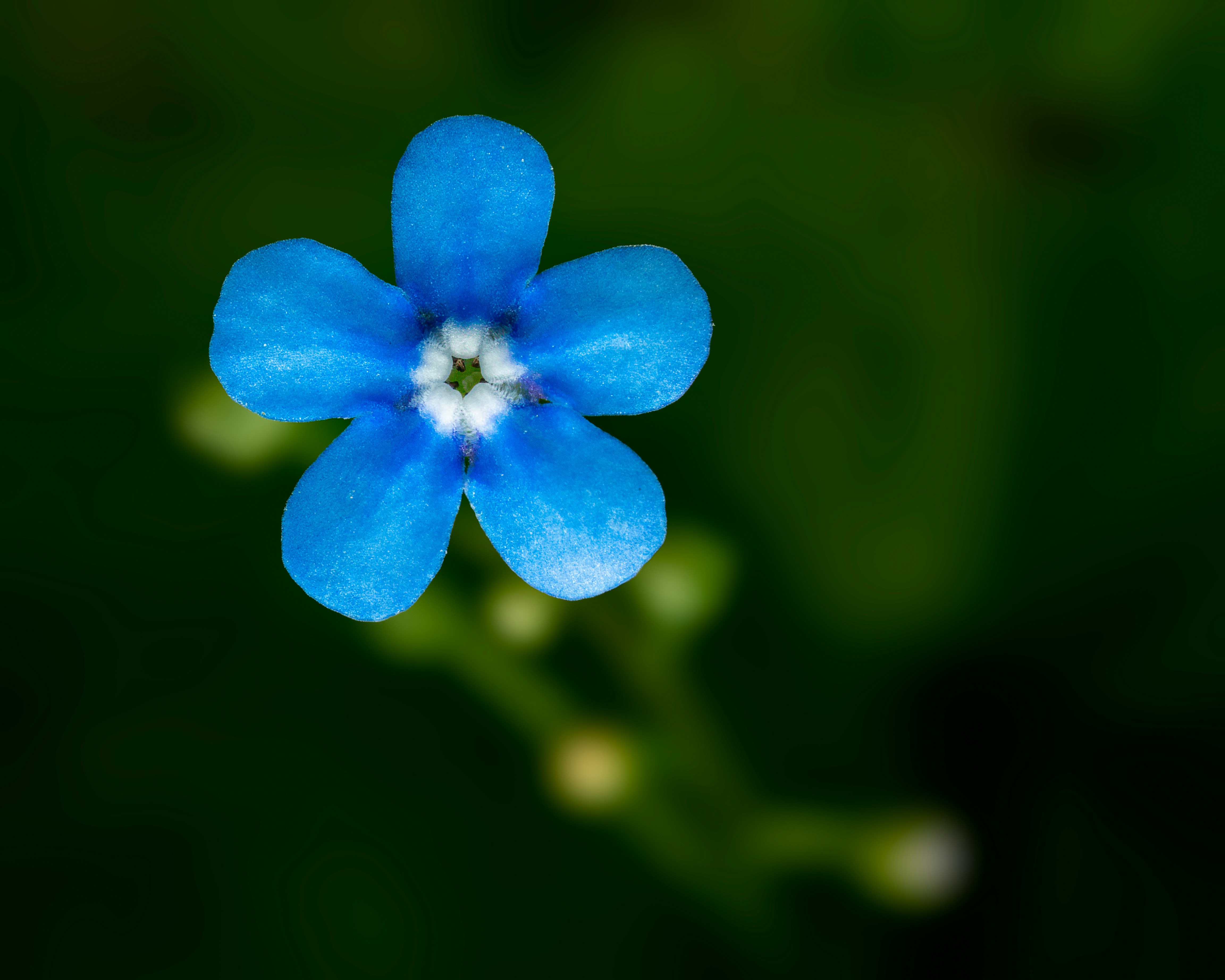 白い中心を持つ青い花の写真 – Unsplashの花の無料画像