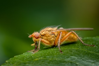 A close-up of an insect, likely a type of fly, perched on a green leaf. The insect has prominent red eyes and a body covered in fine hairs and detailing. Its wings are transparent and its legs are thin and long.