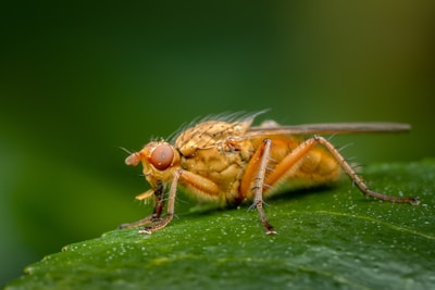 A close-up of an insect, likely a type of fly, perched on a green leaf. The insect has prominent red eyes and a body covered in fine hairs and detailing. Its wings are transparent and its legs are thin and long.