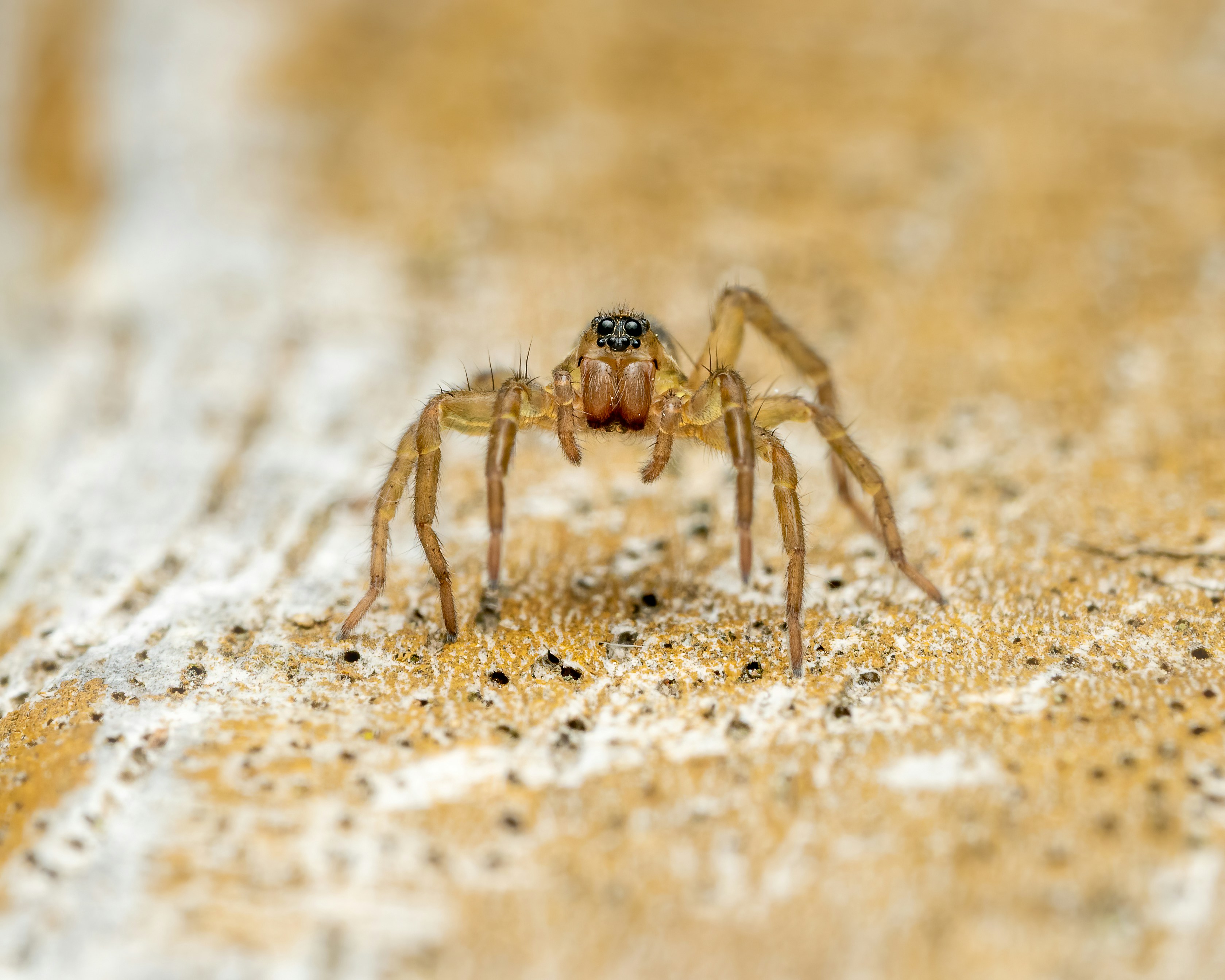 Photo by skylerewing