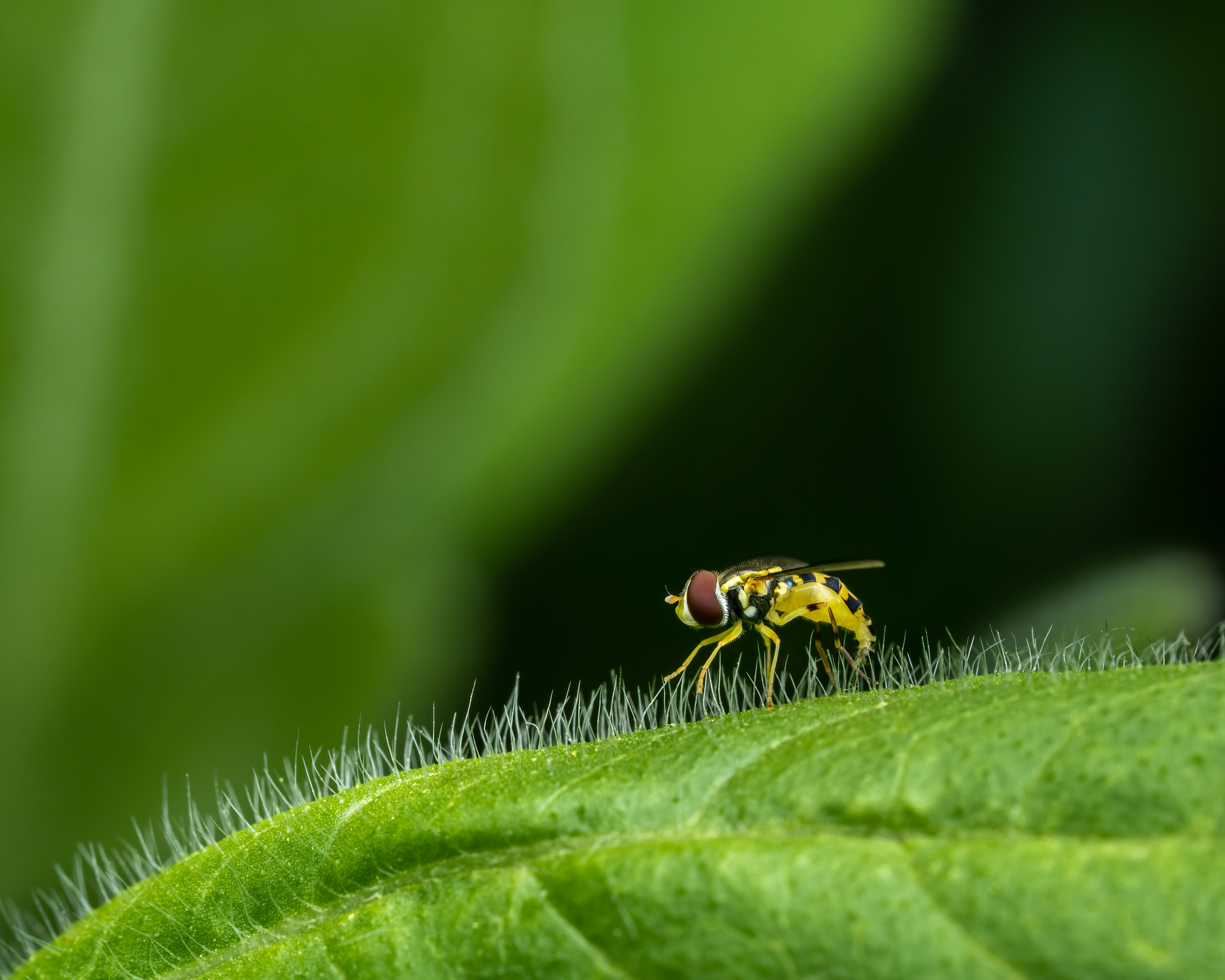 Photo by skylerewing