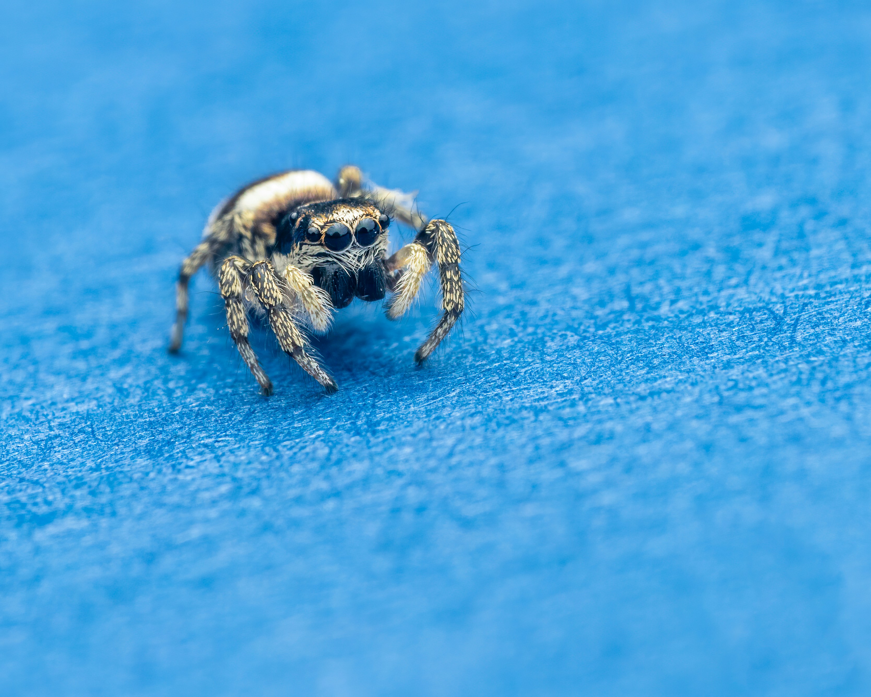 Photo by skylerewing