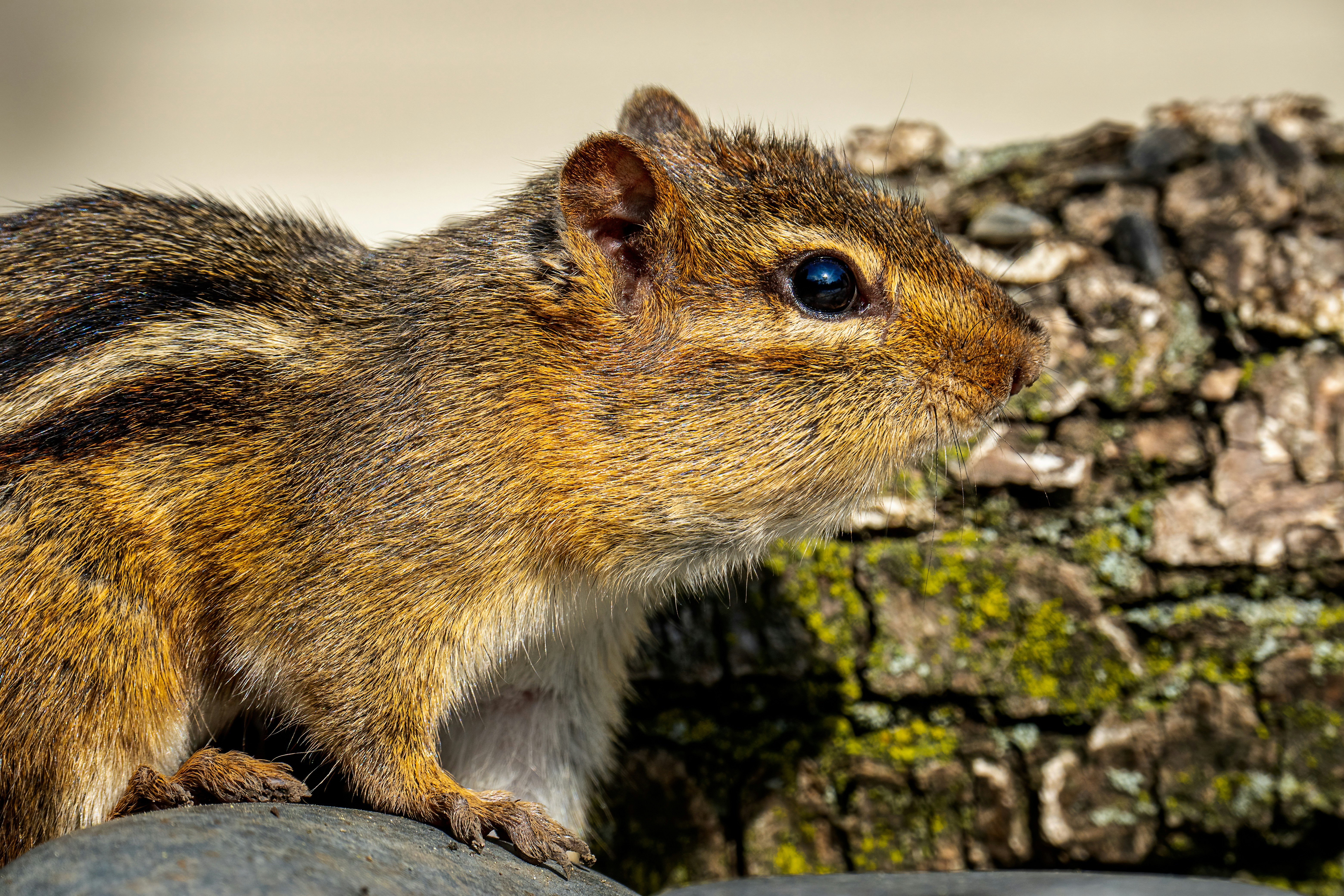 Photo by skylerewing