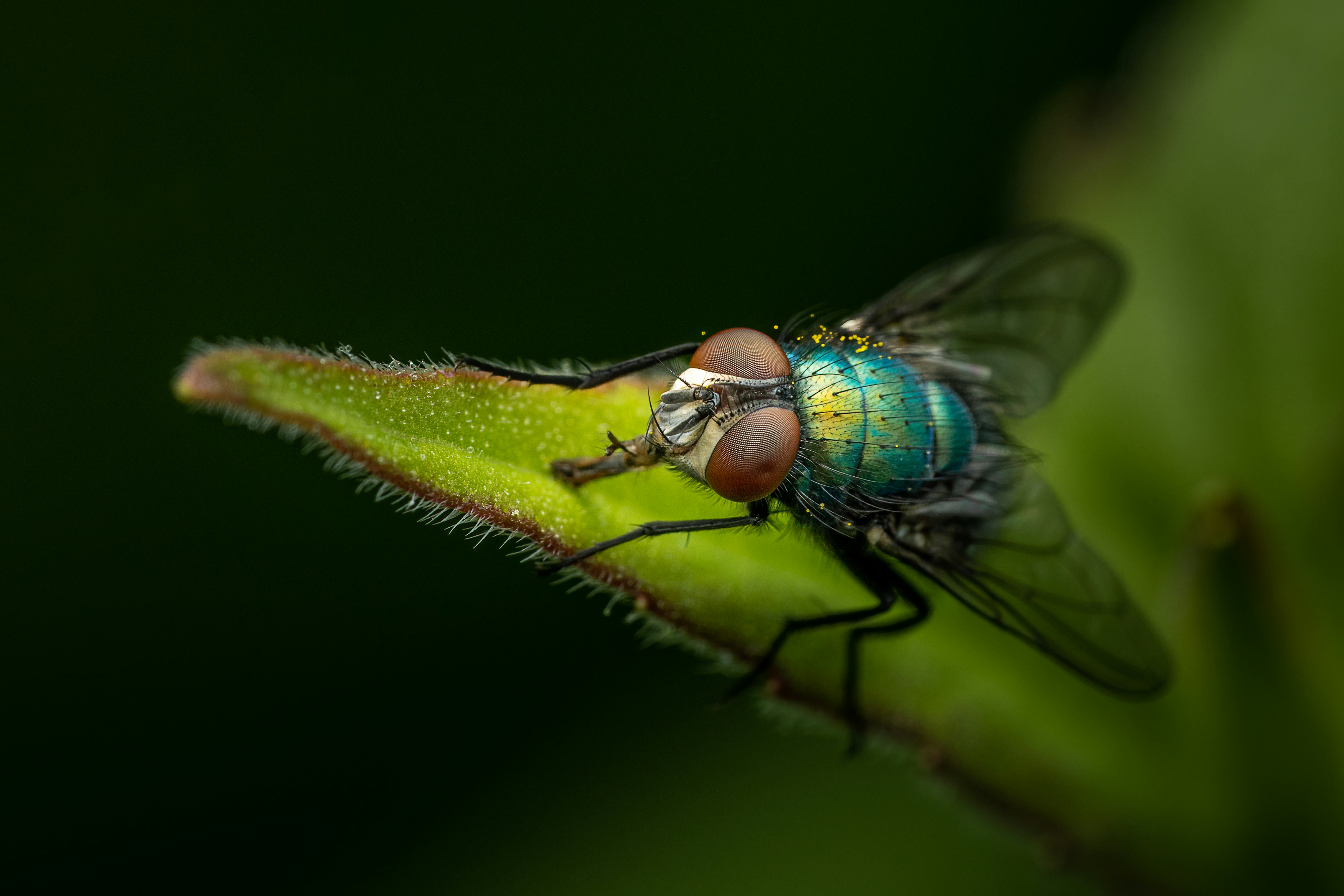 Photo by skylerewing