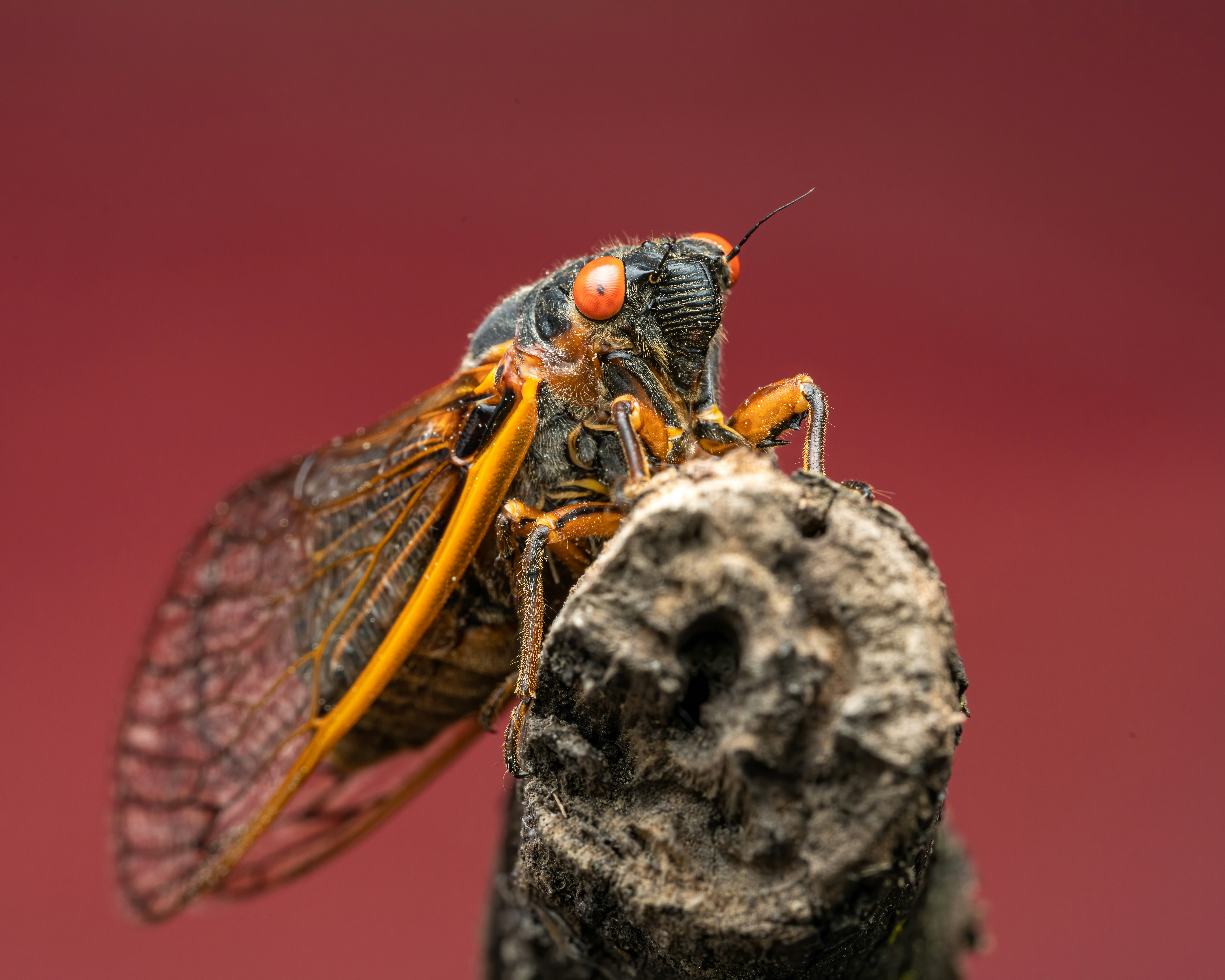 緑の葉と赤い花の写真 Unsplashで見つける動物の無料写真