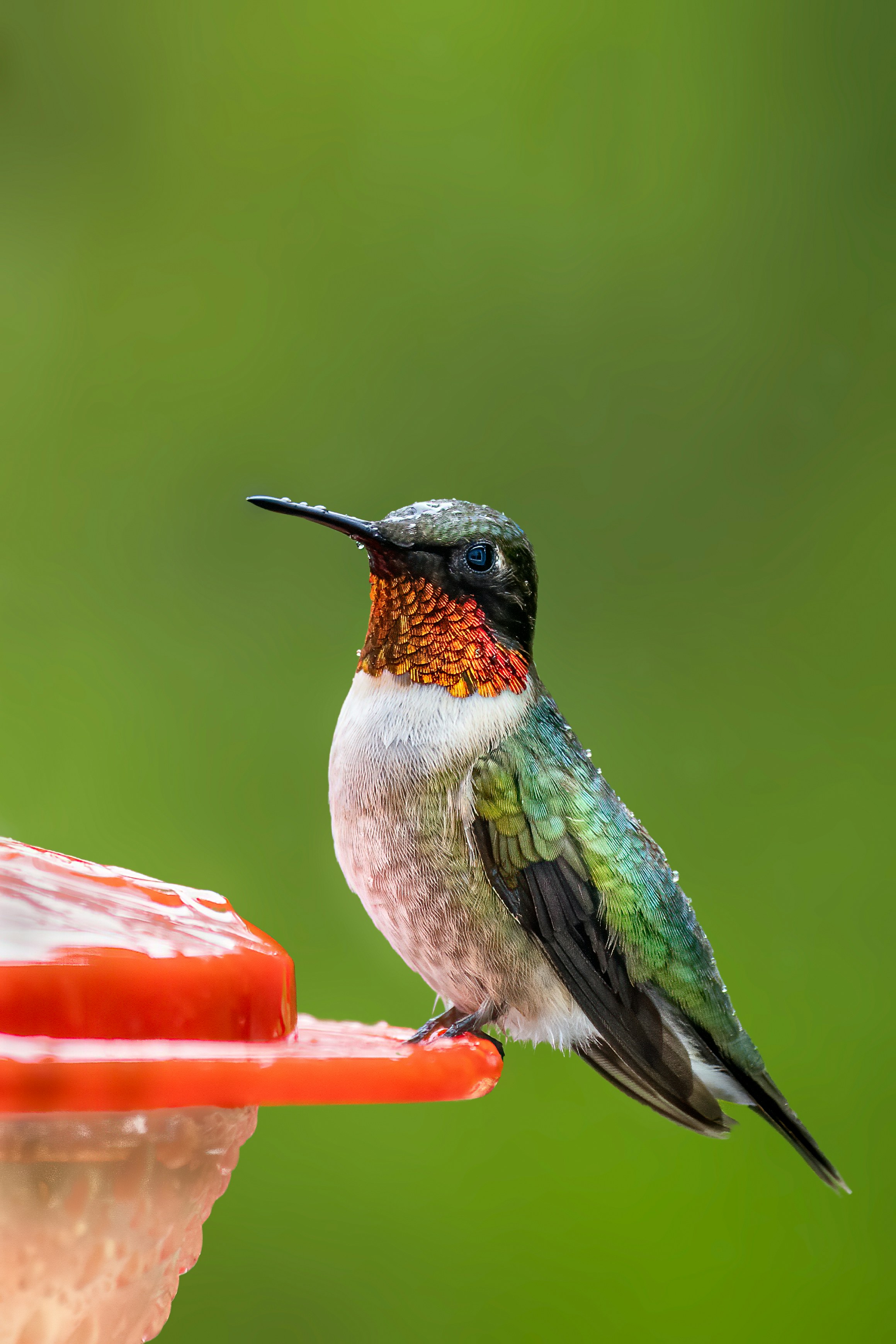 Photo by skylerewing