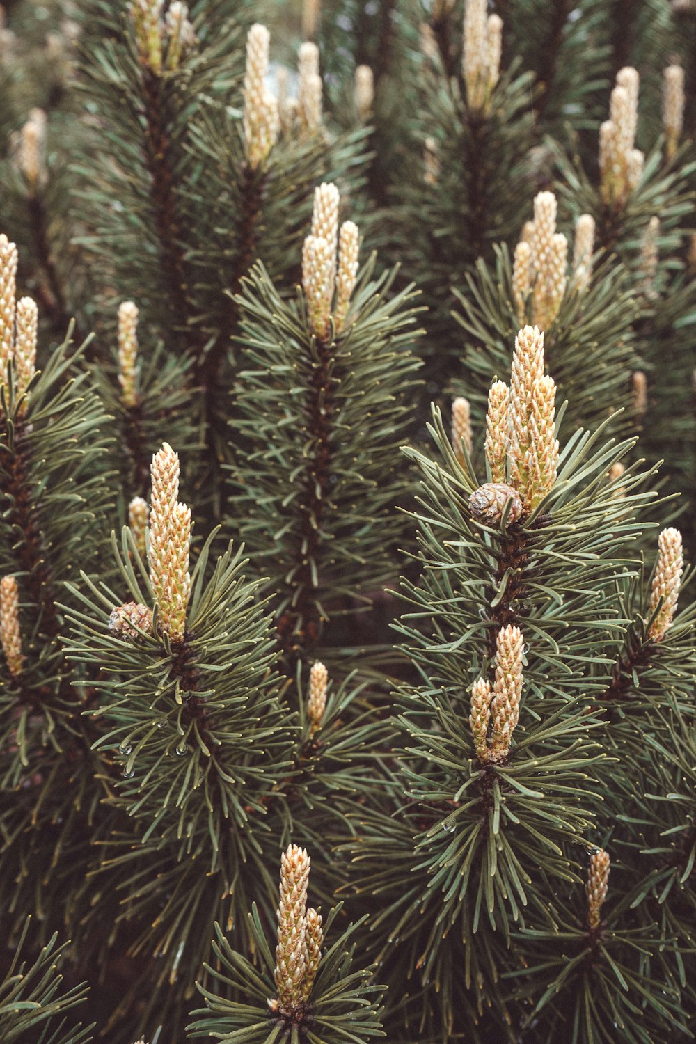 a group of pine trees