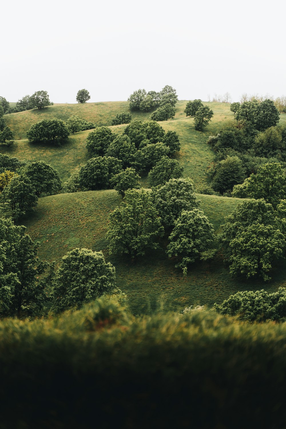 a landscape with trees and bushes