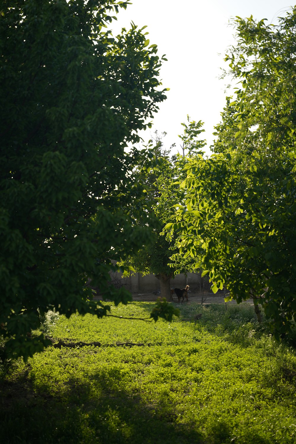 a group of animals in a field