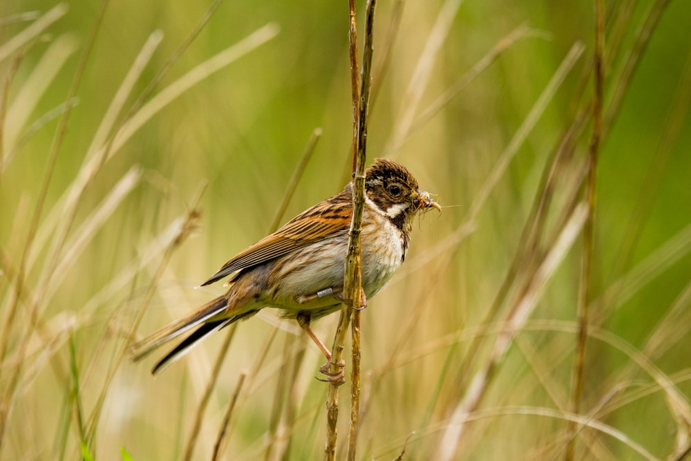 a small bird perched on a branch