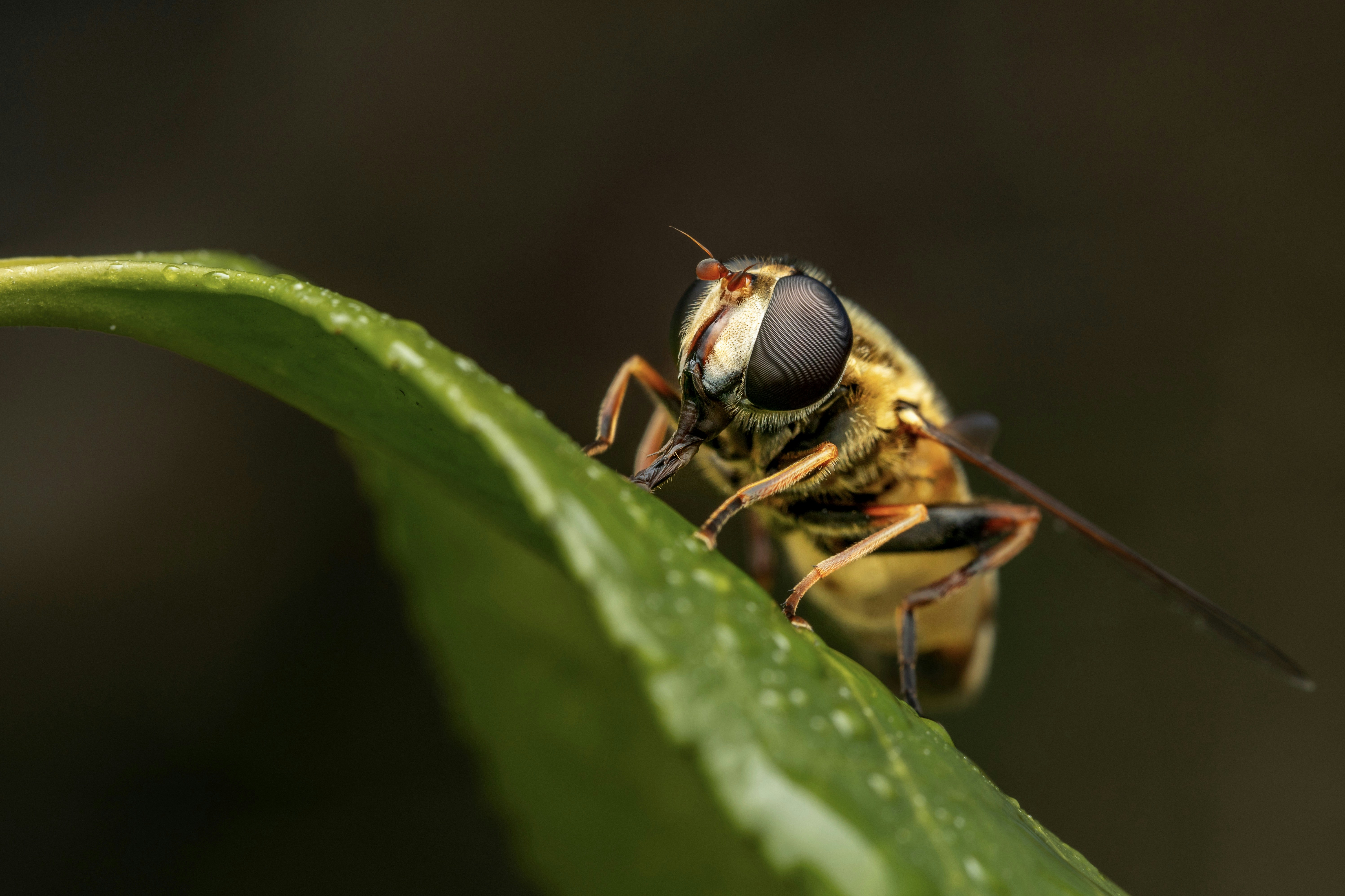 Photo by skylerewing