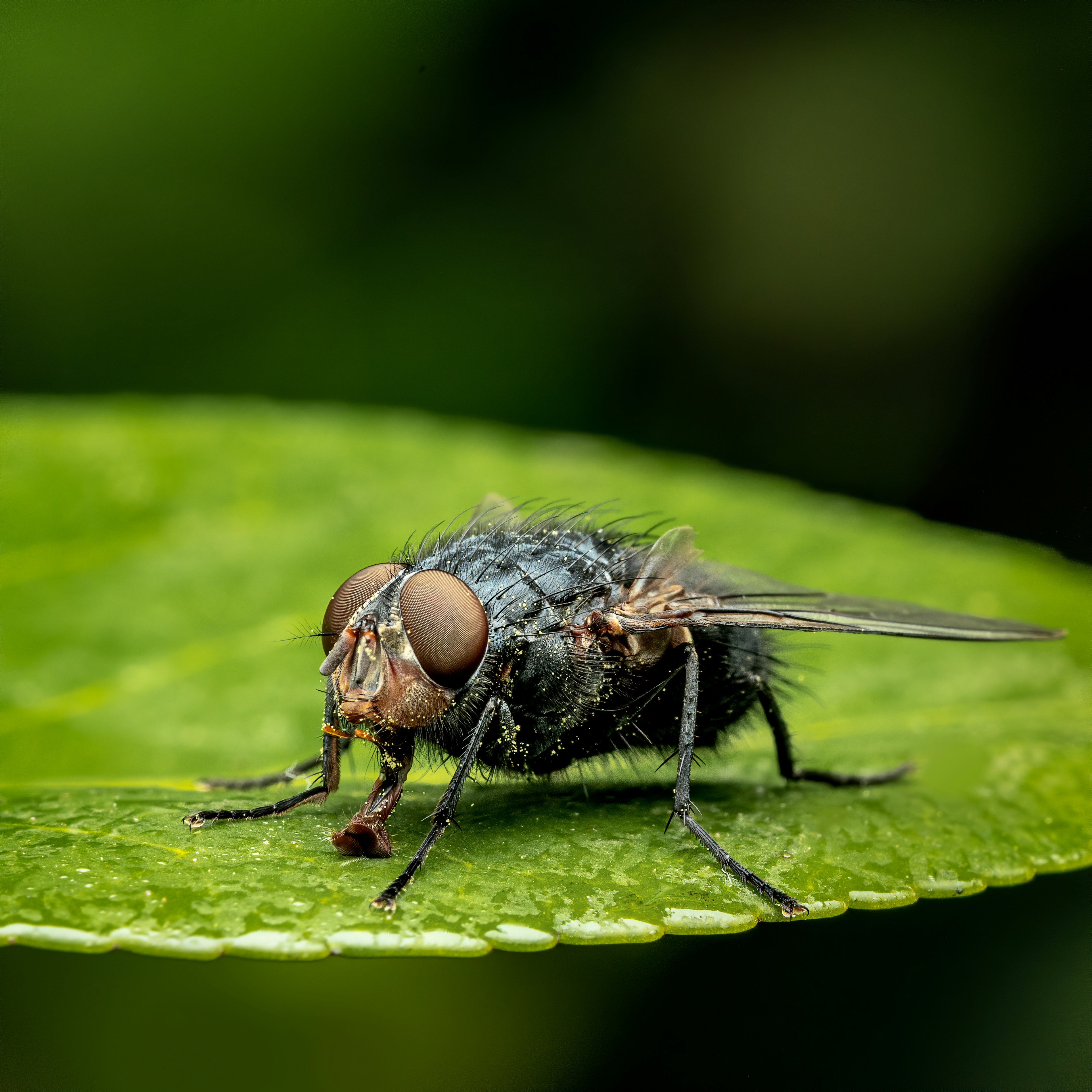 Photo by skylerewing