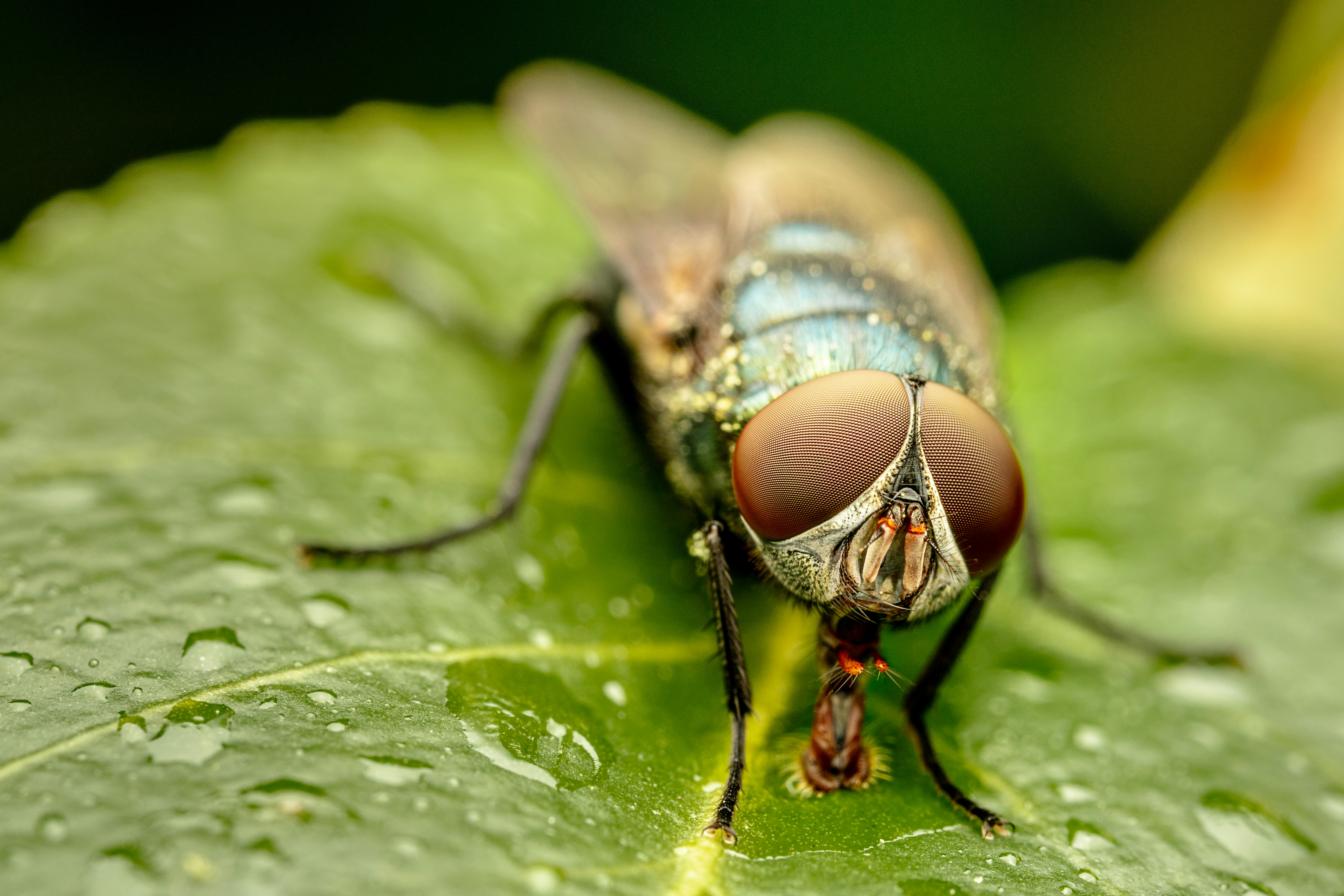 Photo by skylerewing