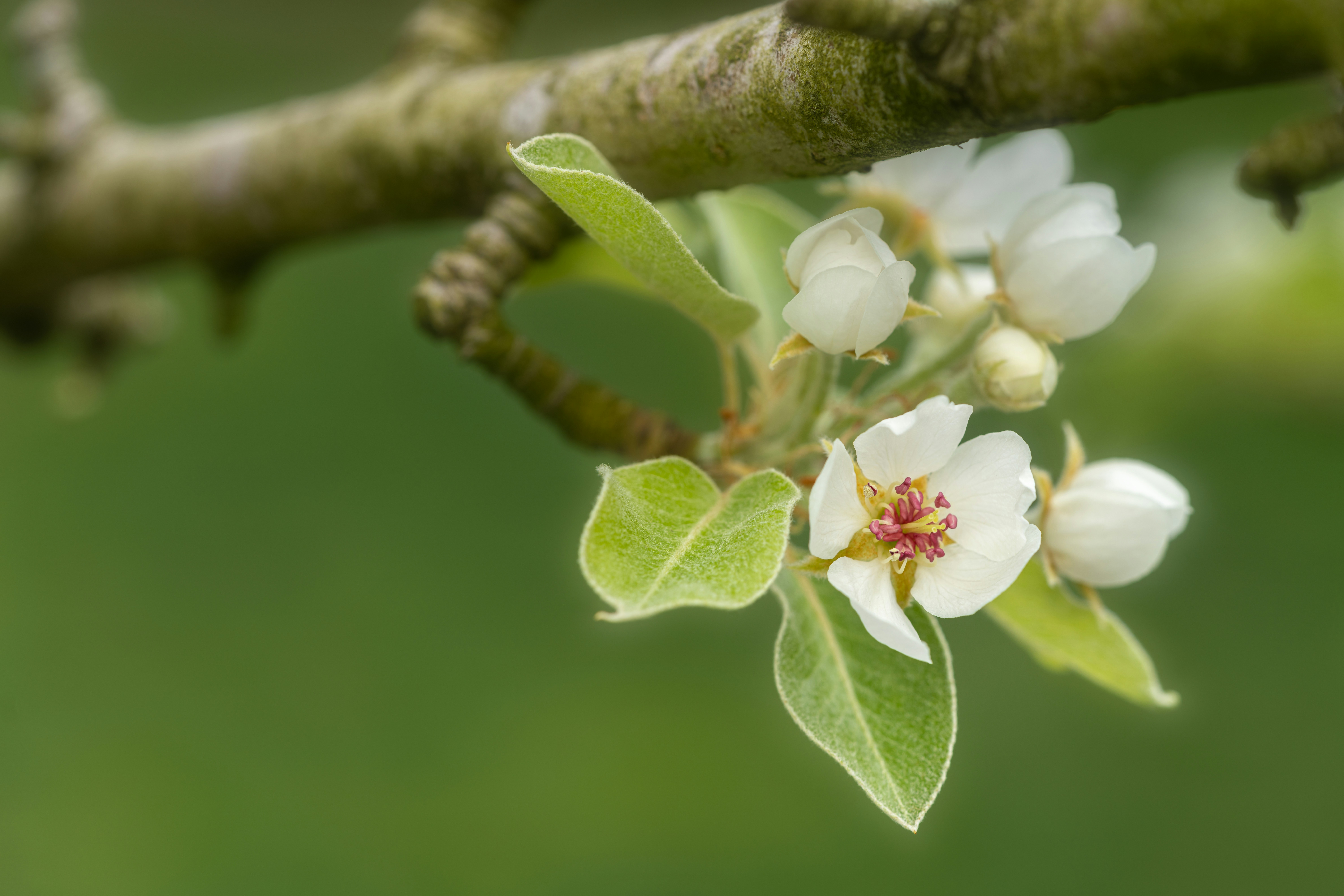 Photo by skylerewing