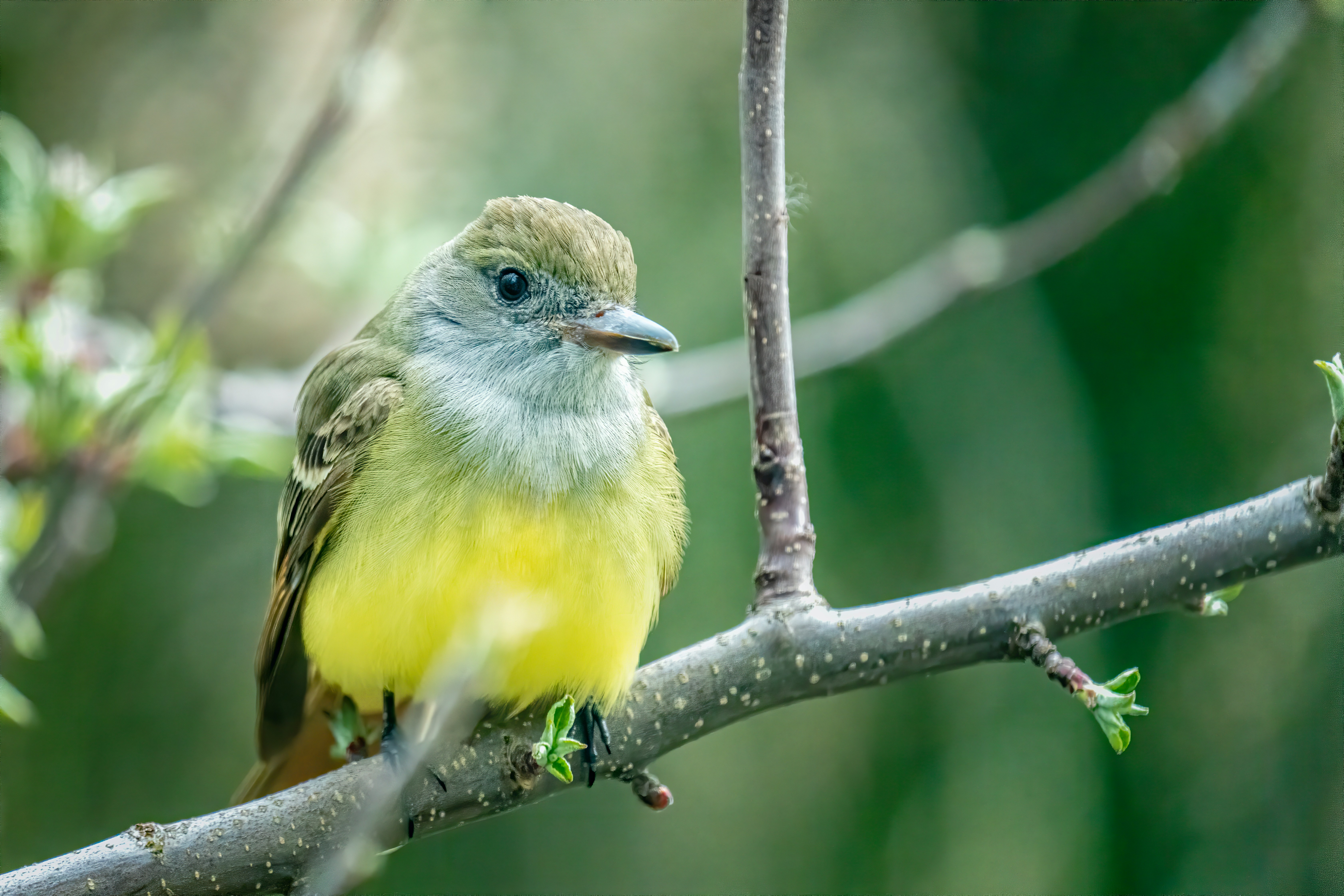 Photo by skylerewing