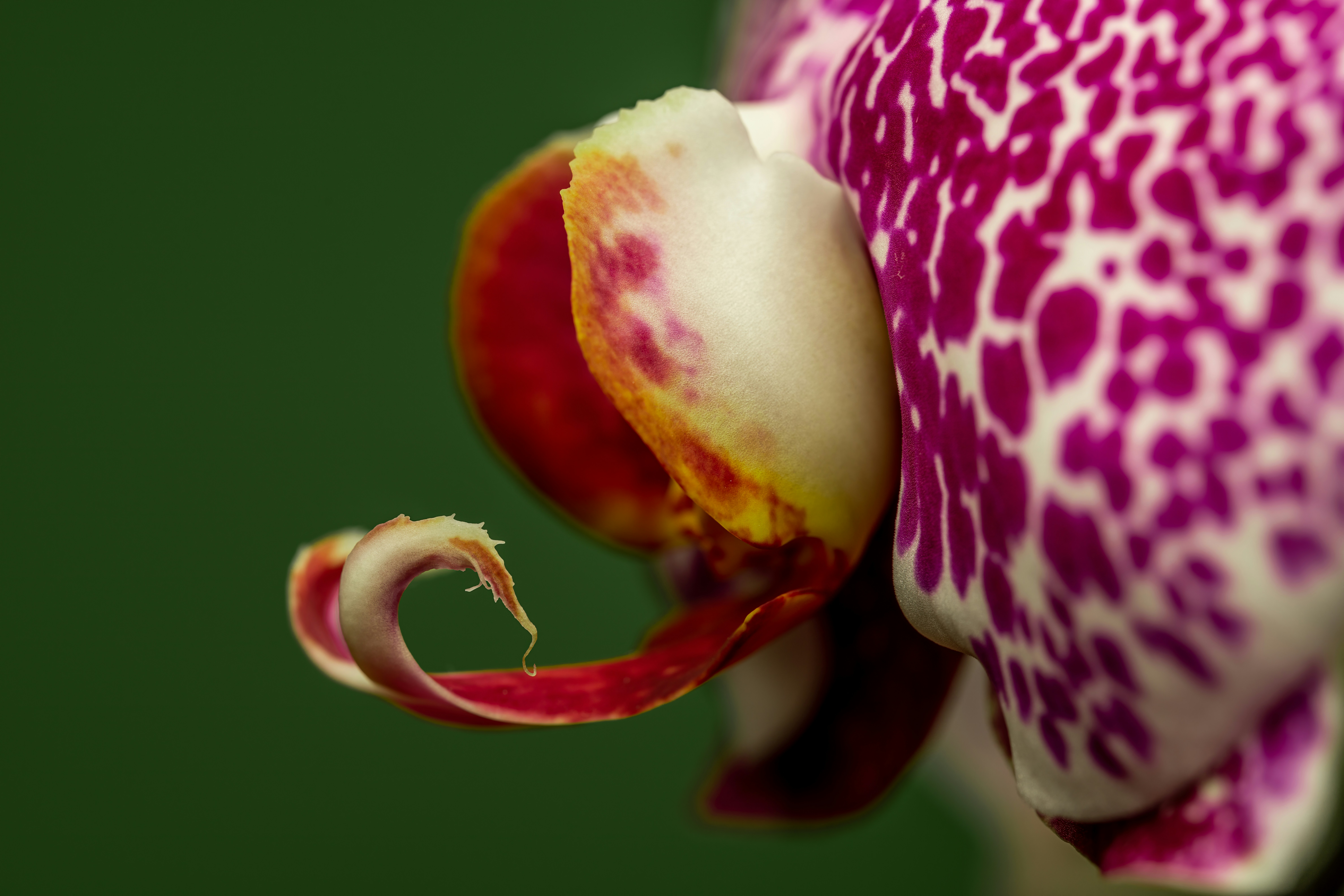 Photo by skylerewing