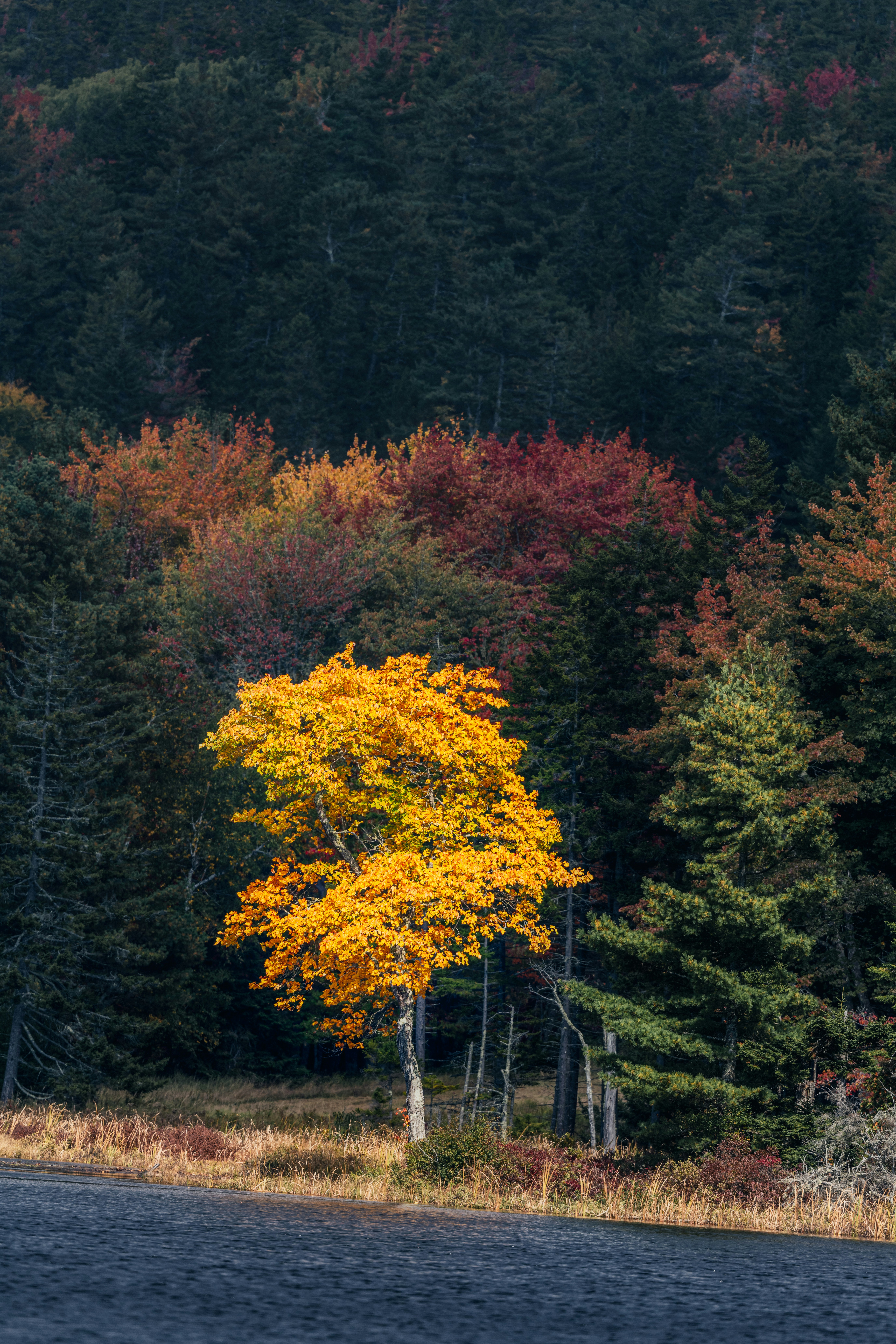 Photo by skylerewing