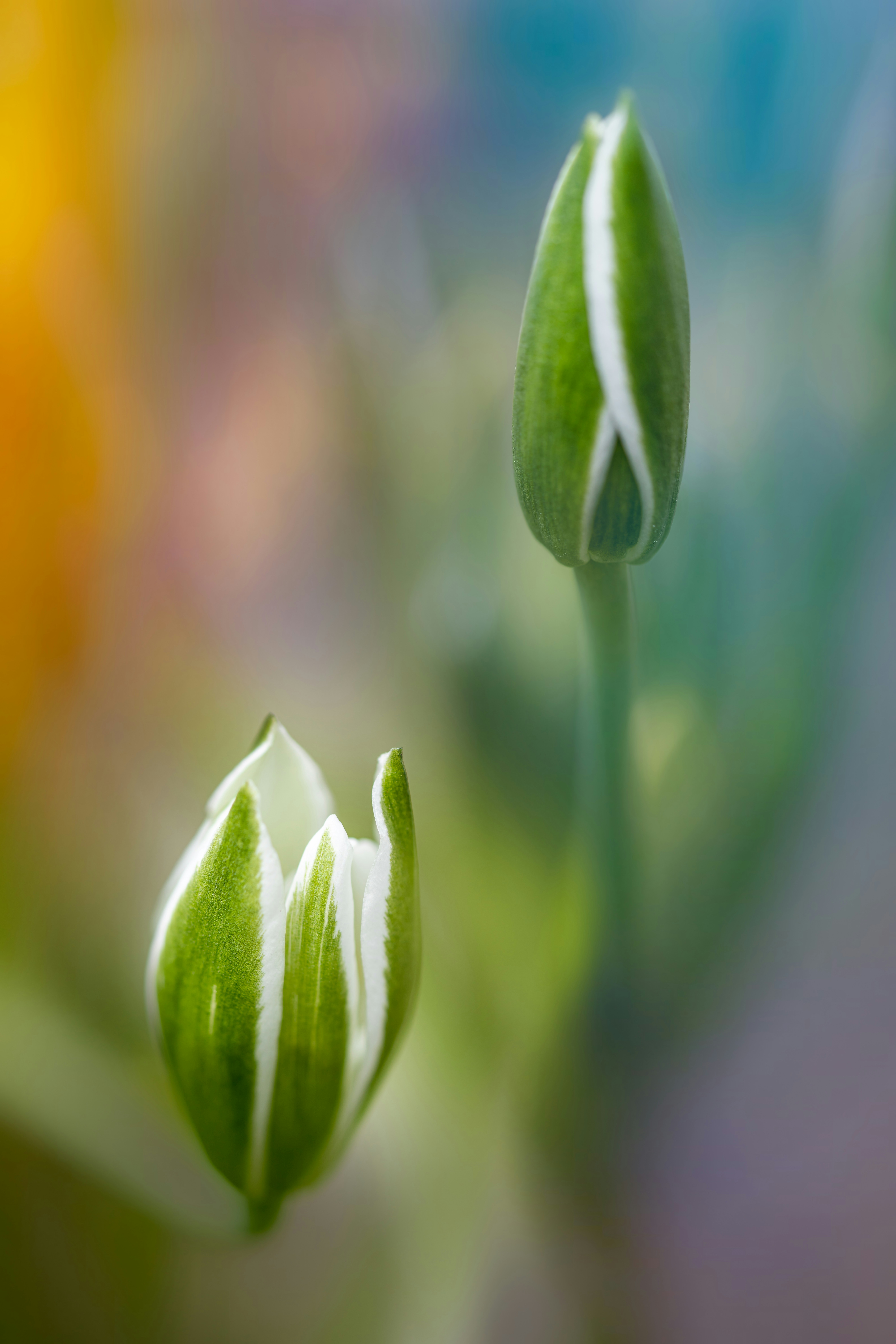 Photo by skylerewing