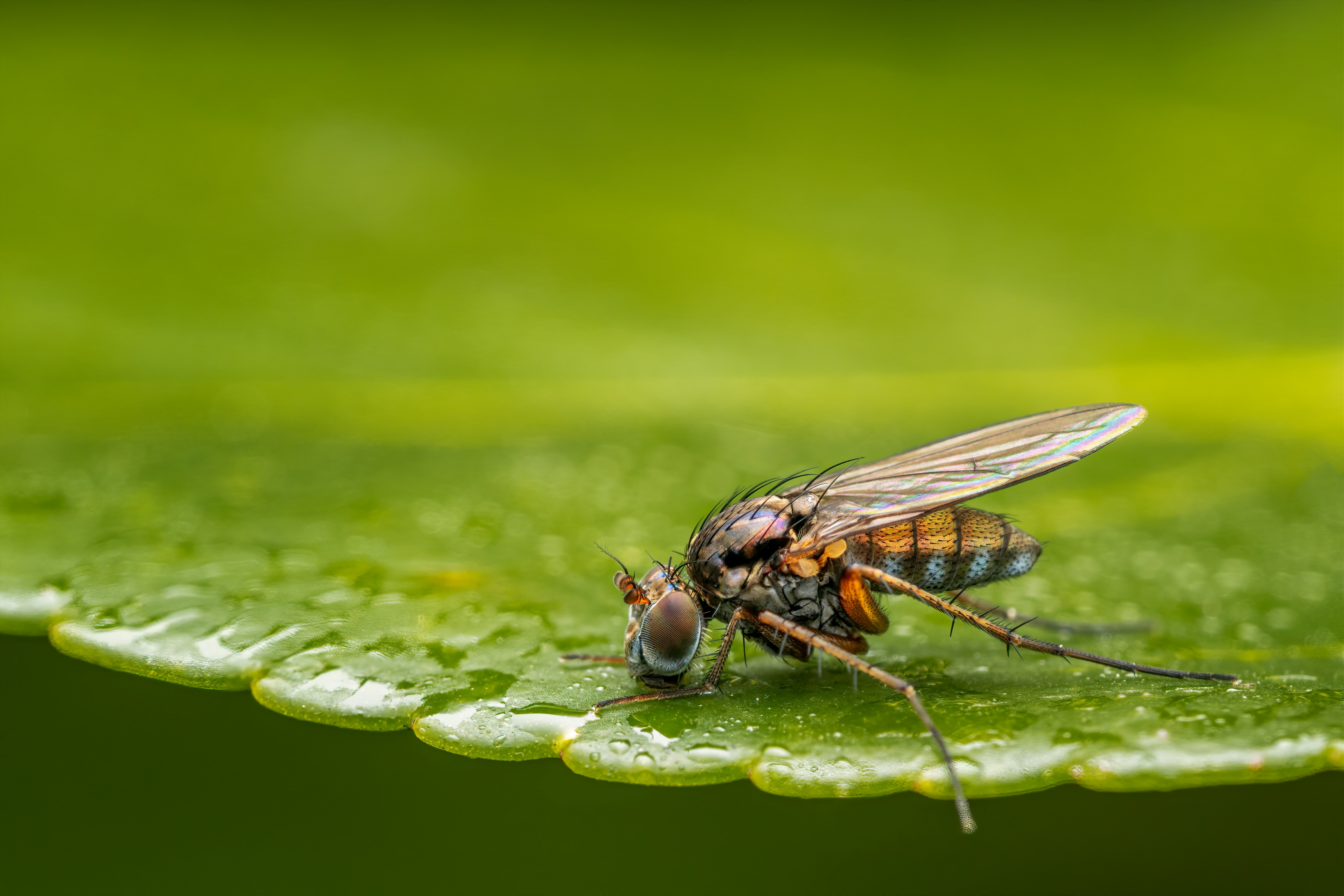 Photo by skylerewing