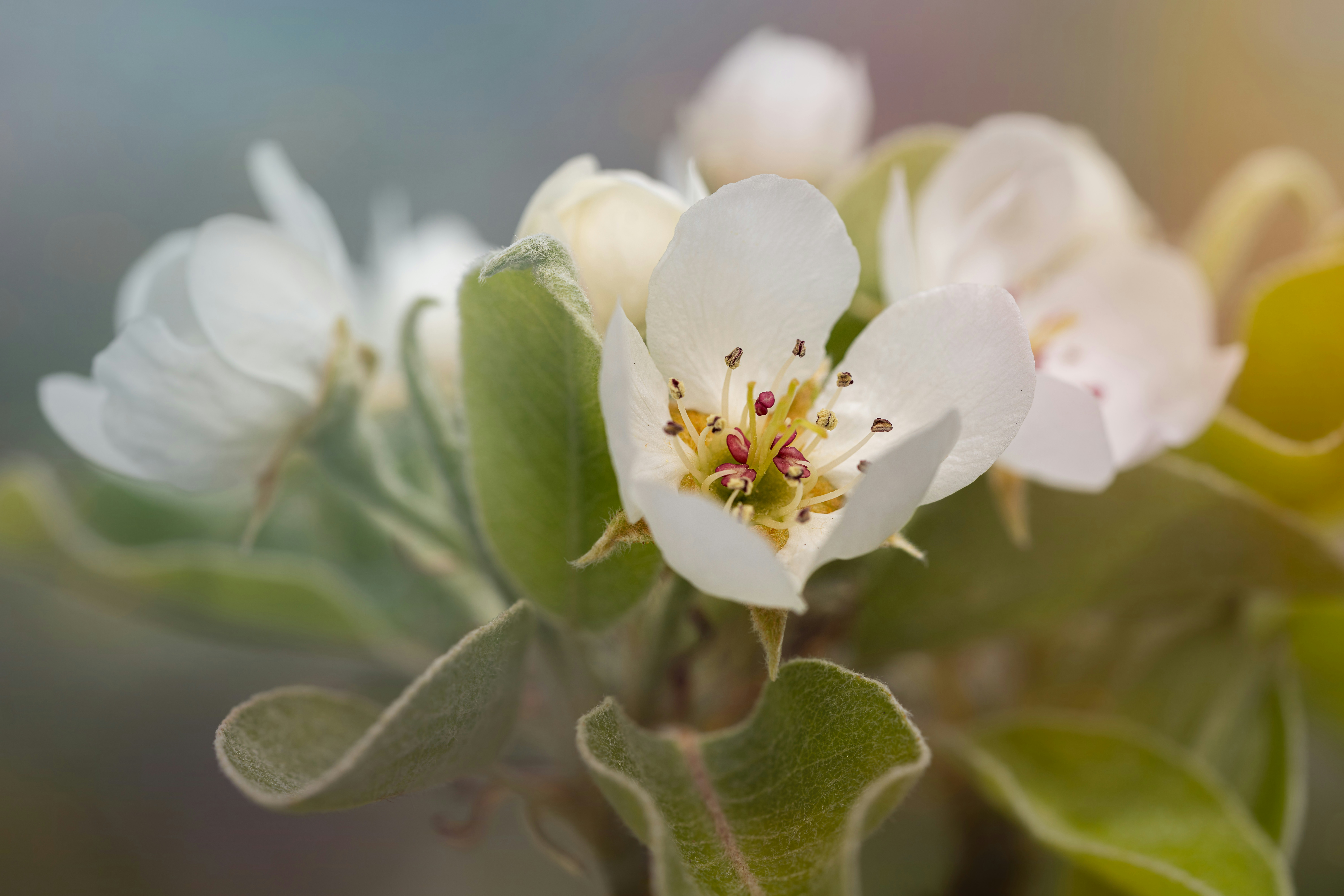 Photo by skylerewing