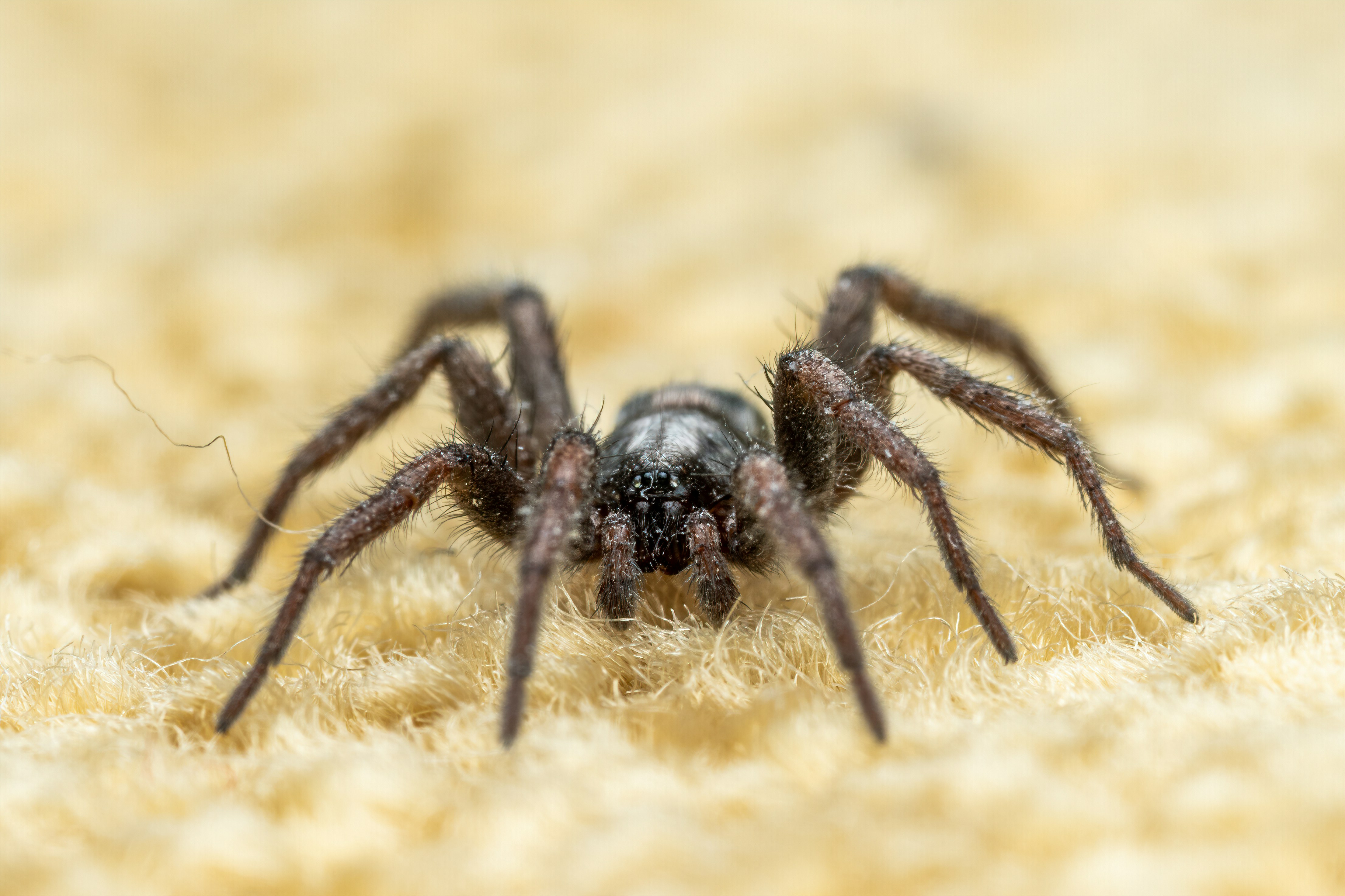 Photo by skylerewing