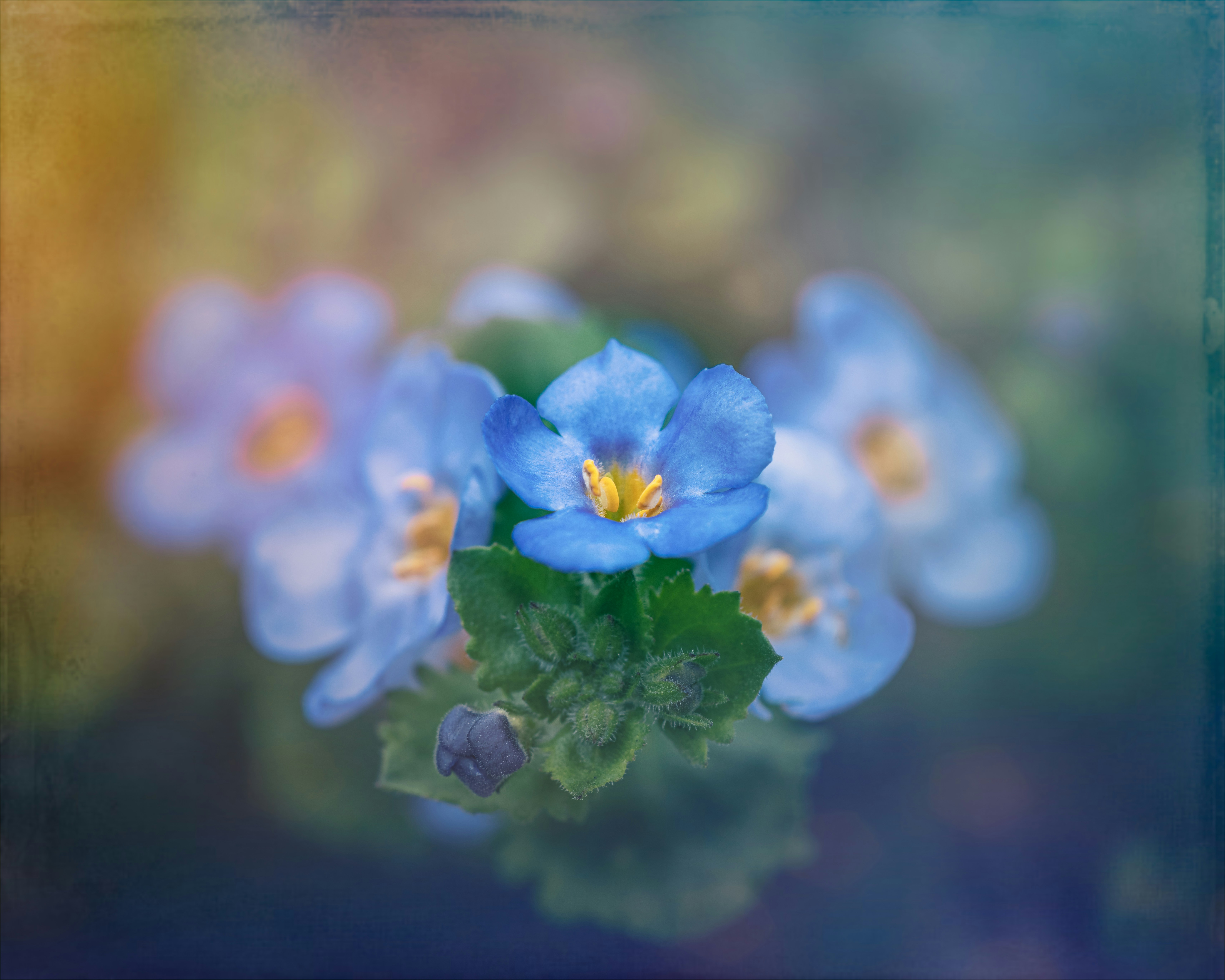 Photo by skylerewing