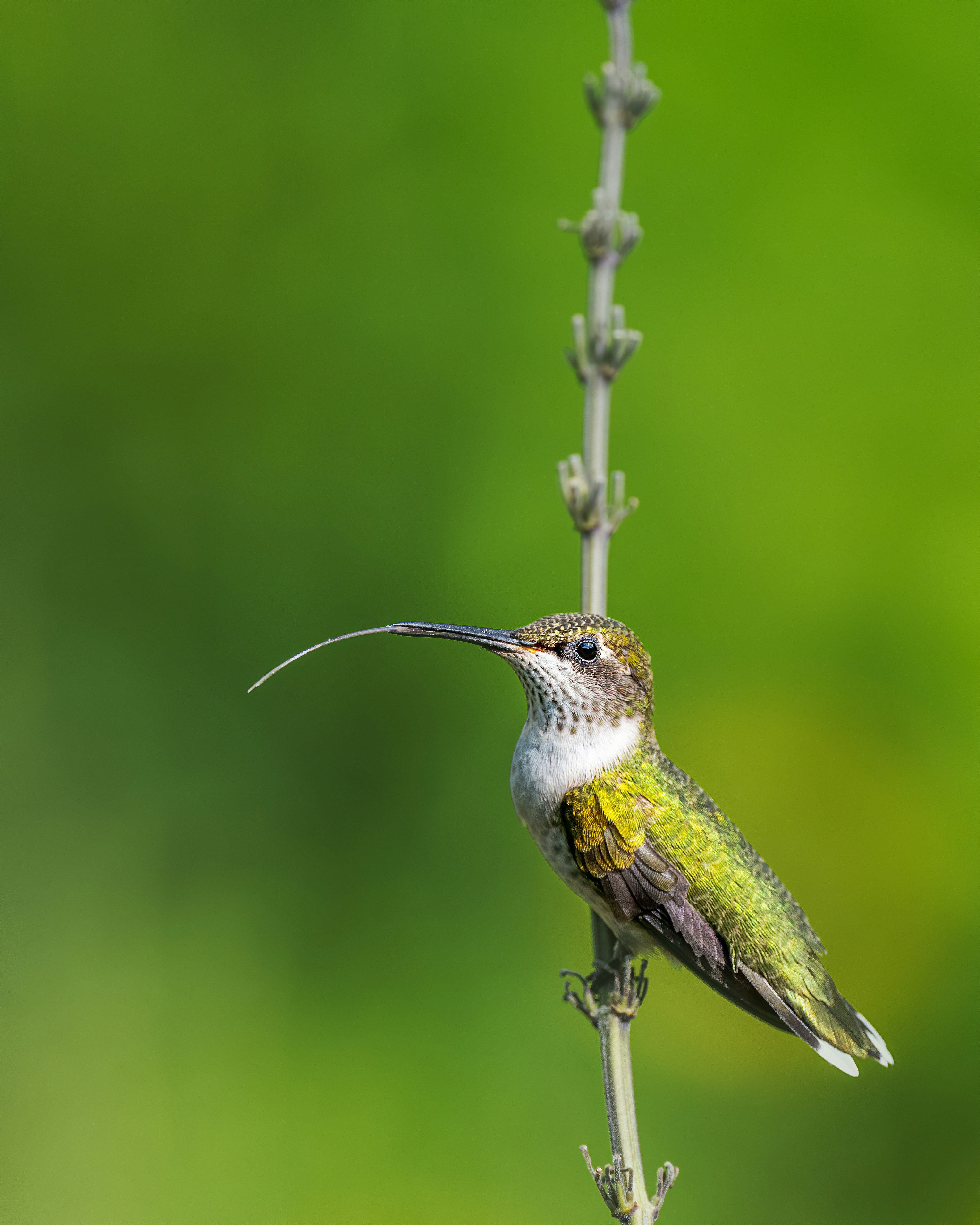 Photo by skylerewing