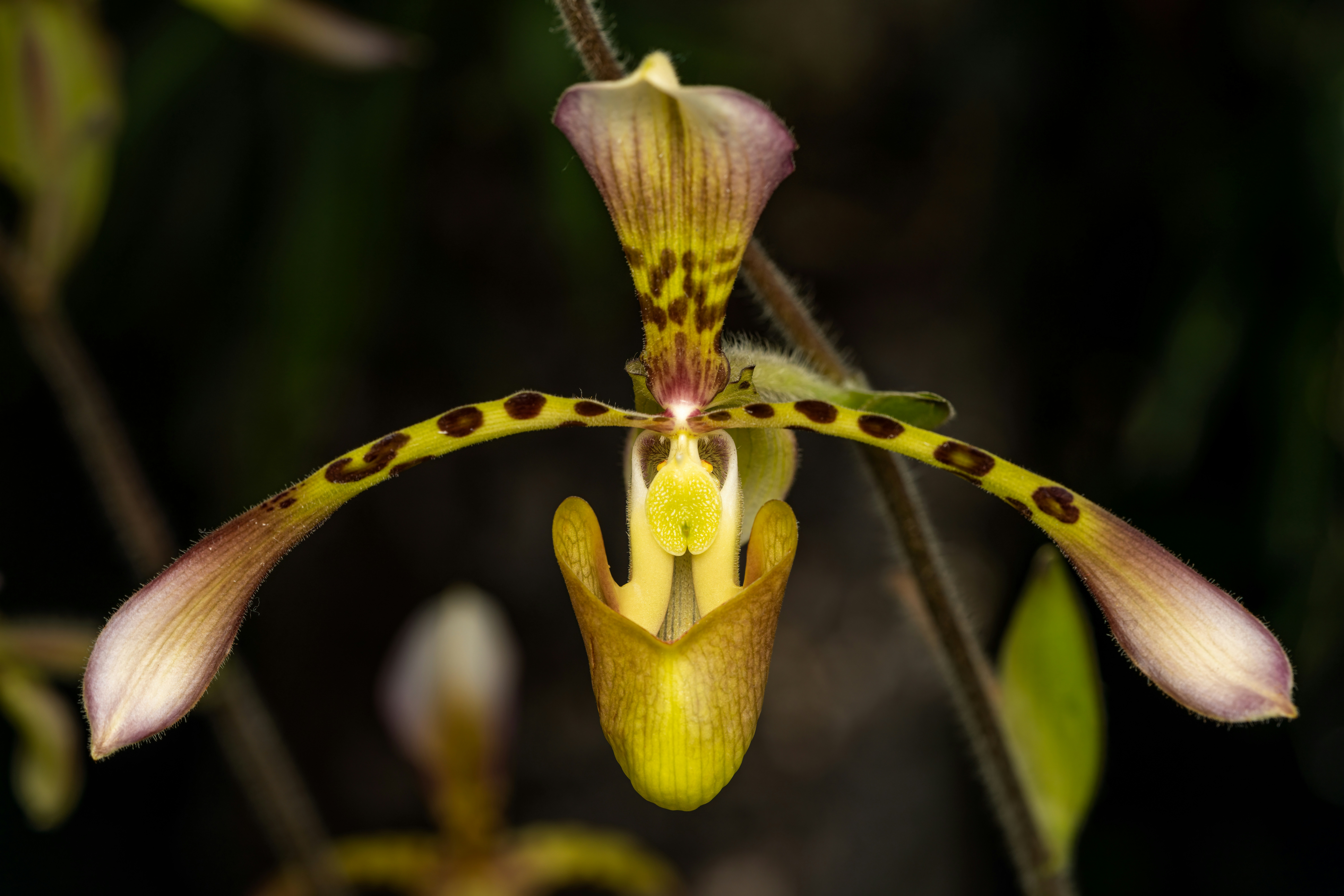 Photo by skylerewing