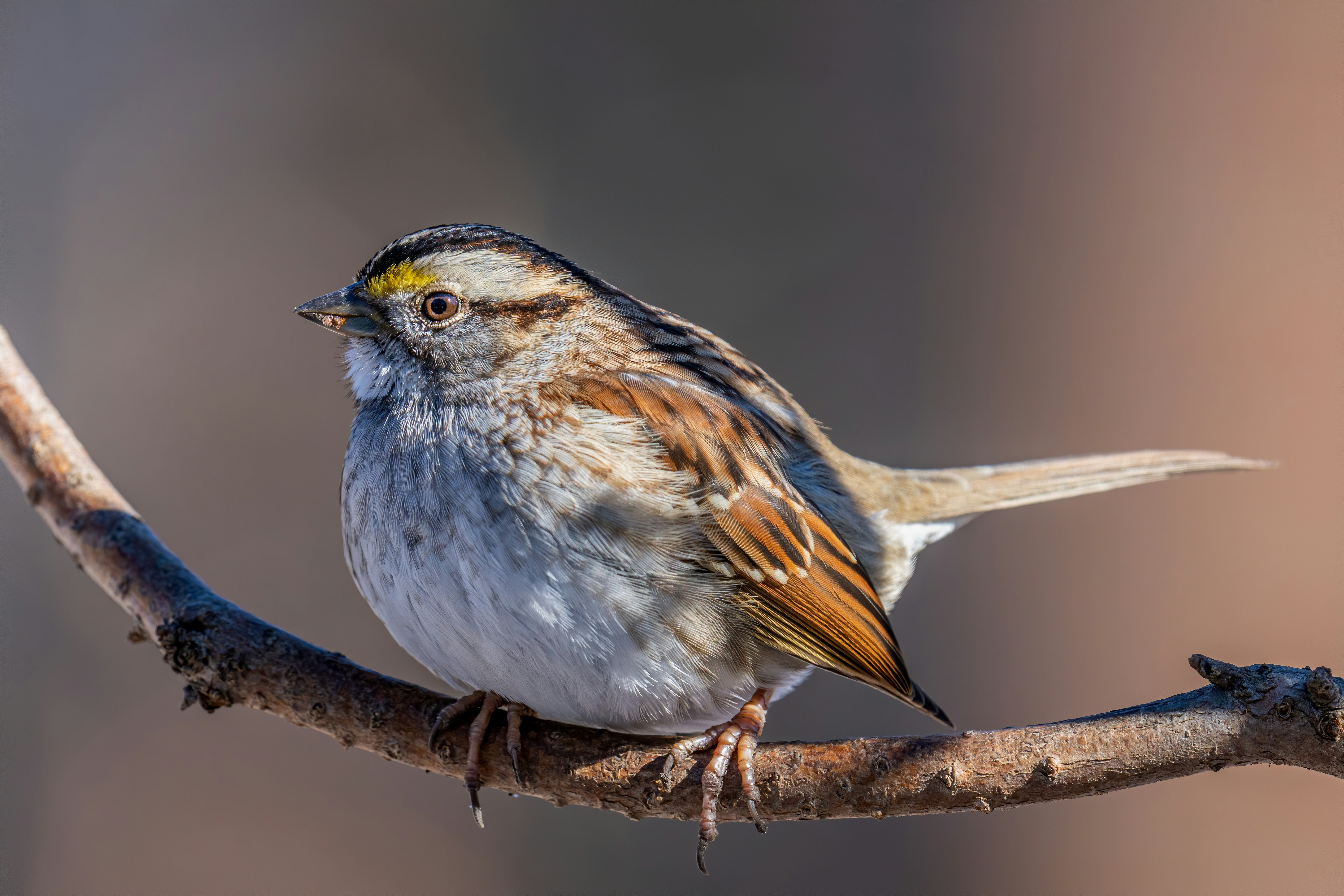 Photo by skylerewing