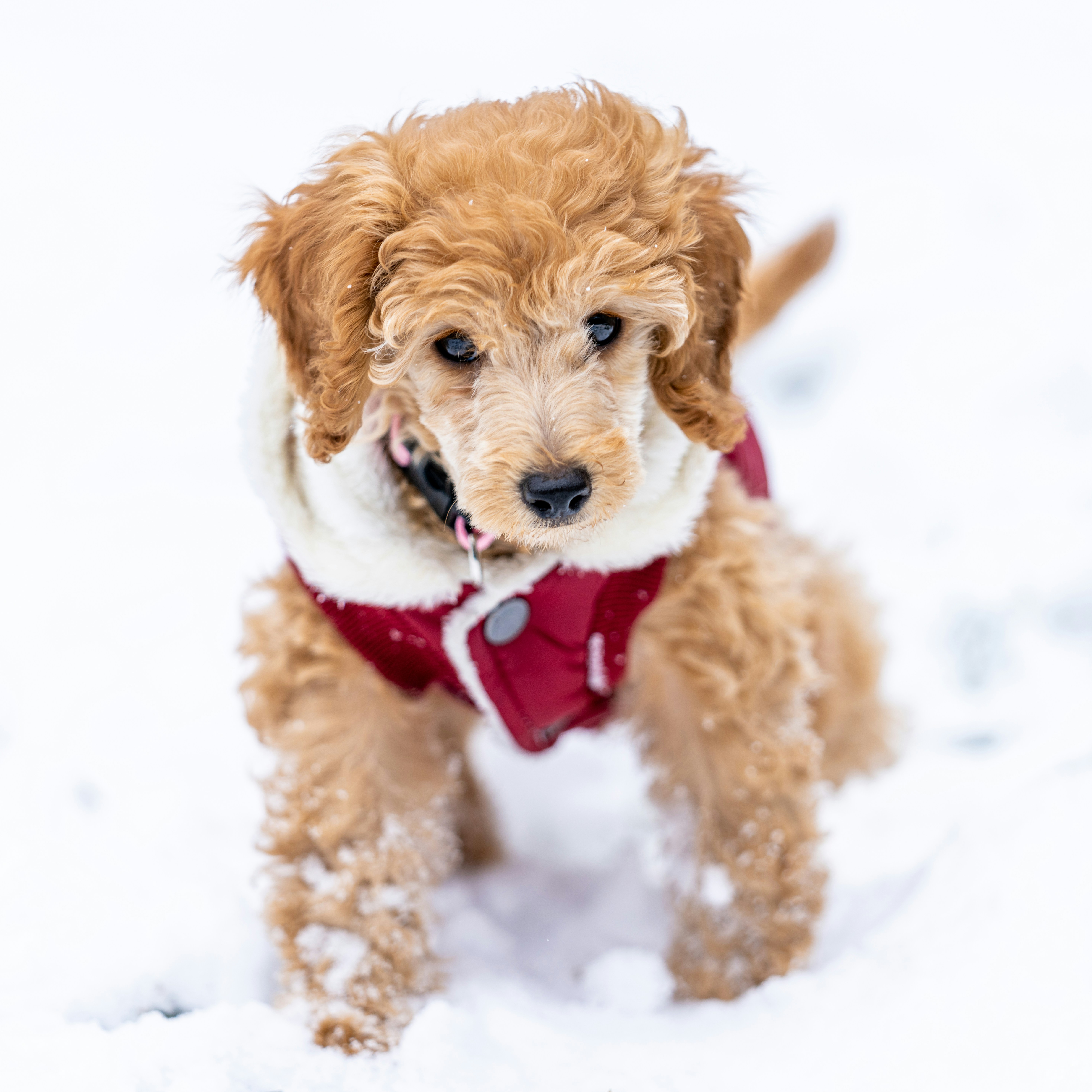 Photo by skylerewing