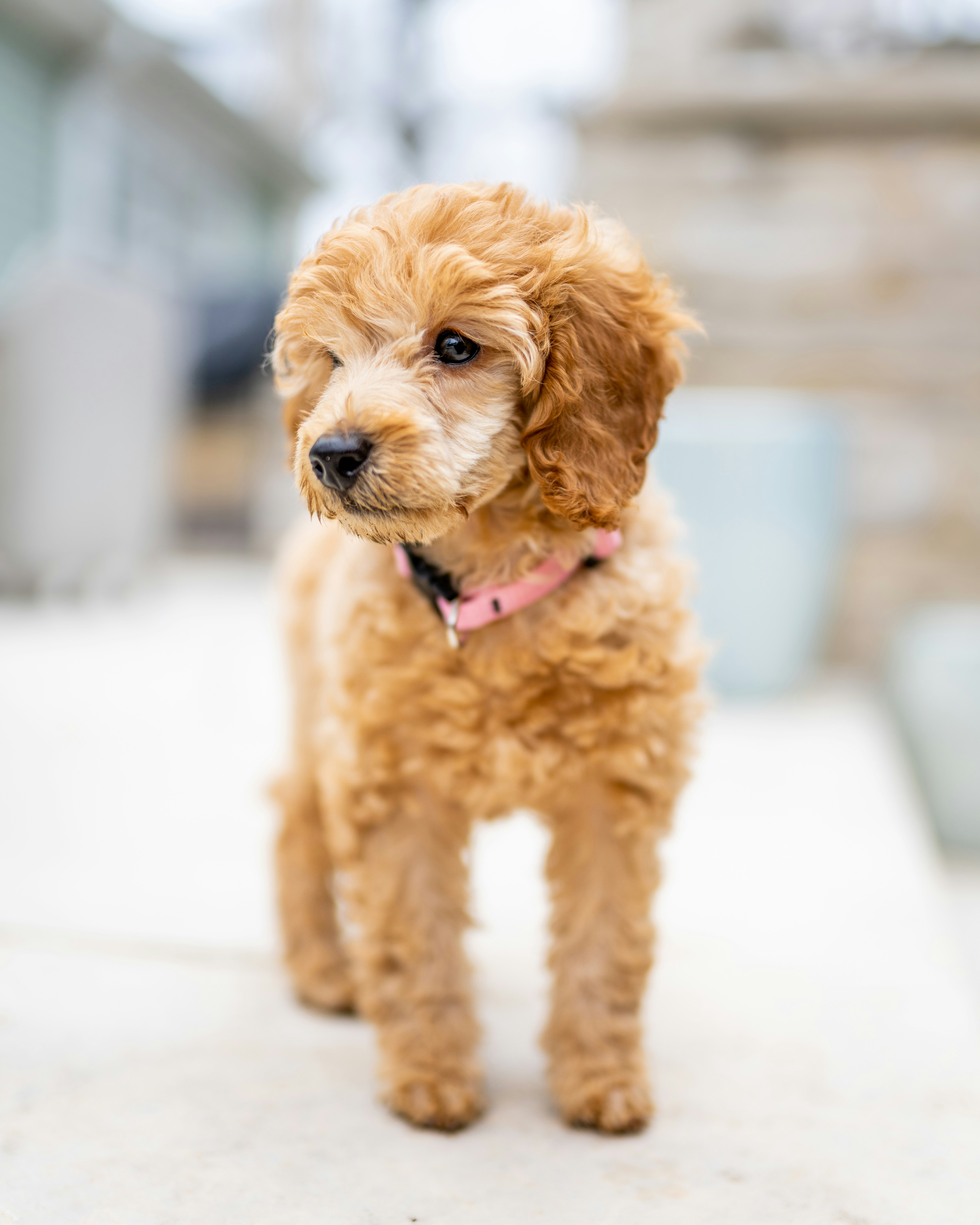 Photo by skylerewing