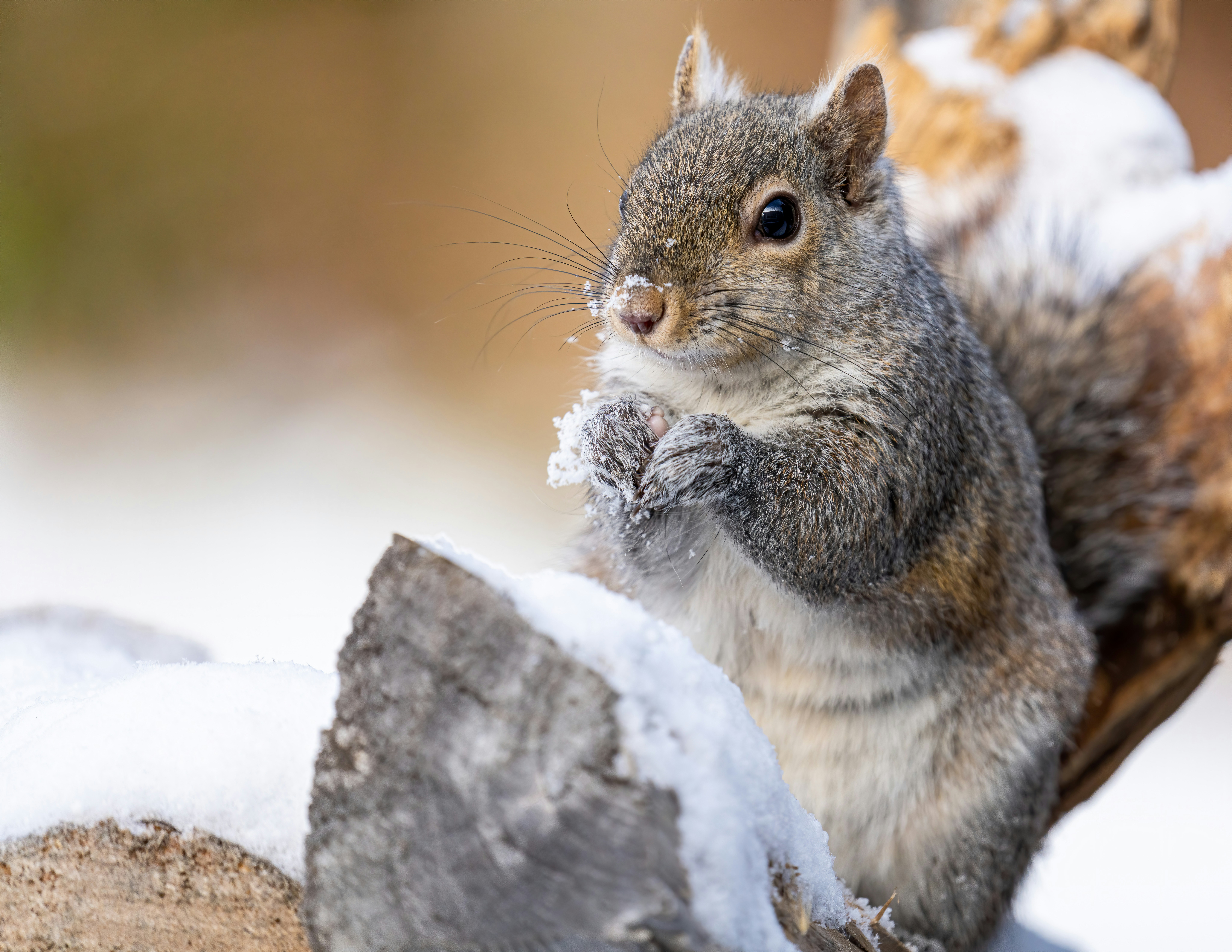 Photo by skylerewing