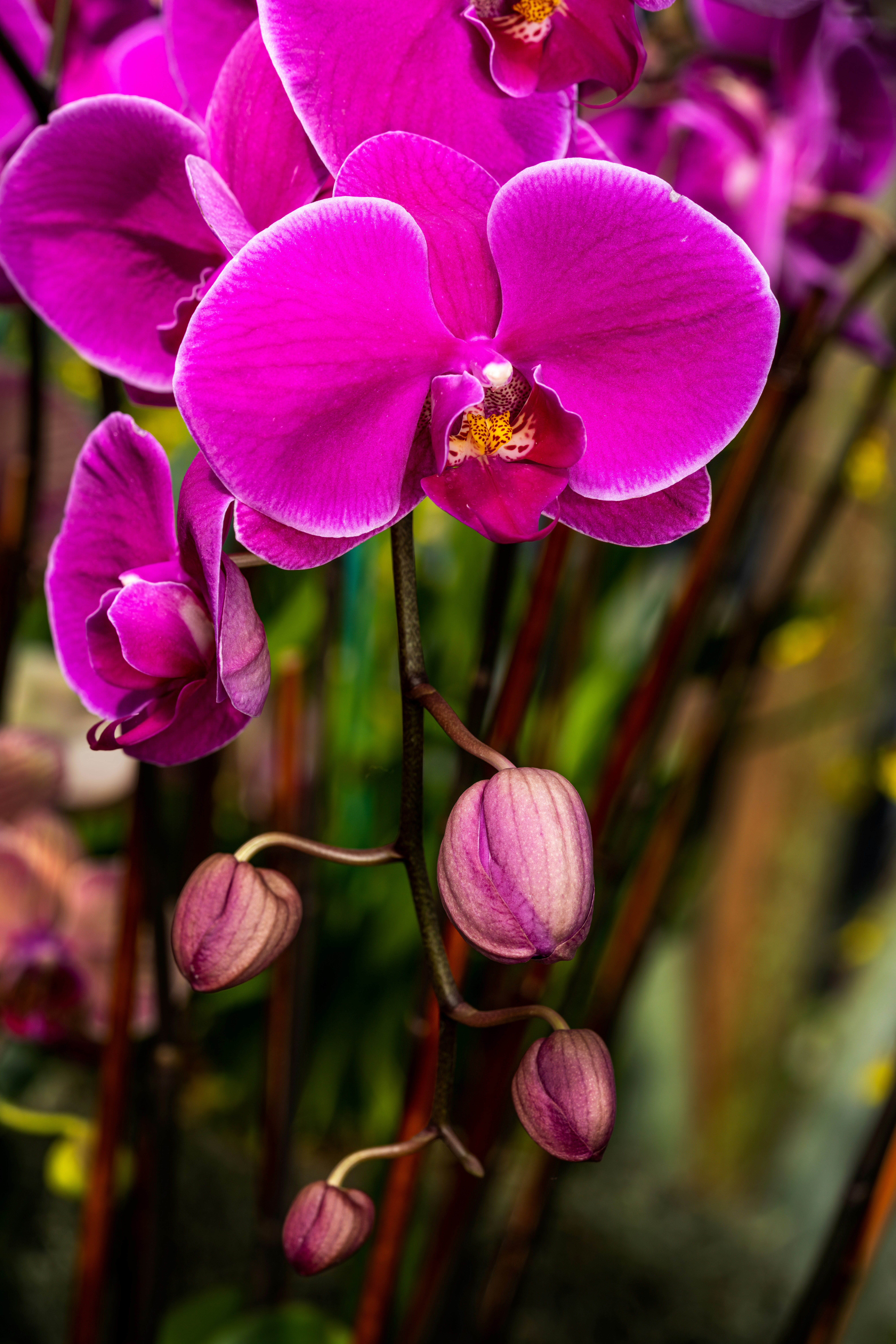 Photo by skylerewing