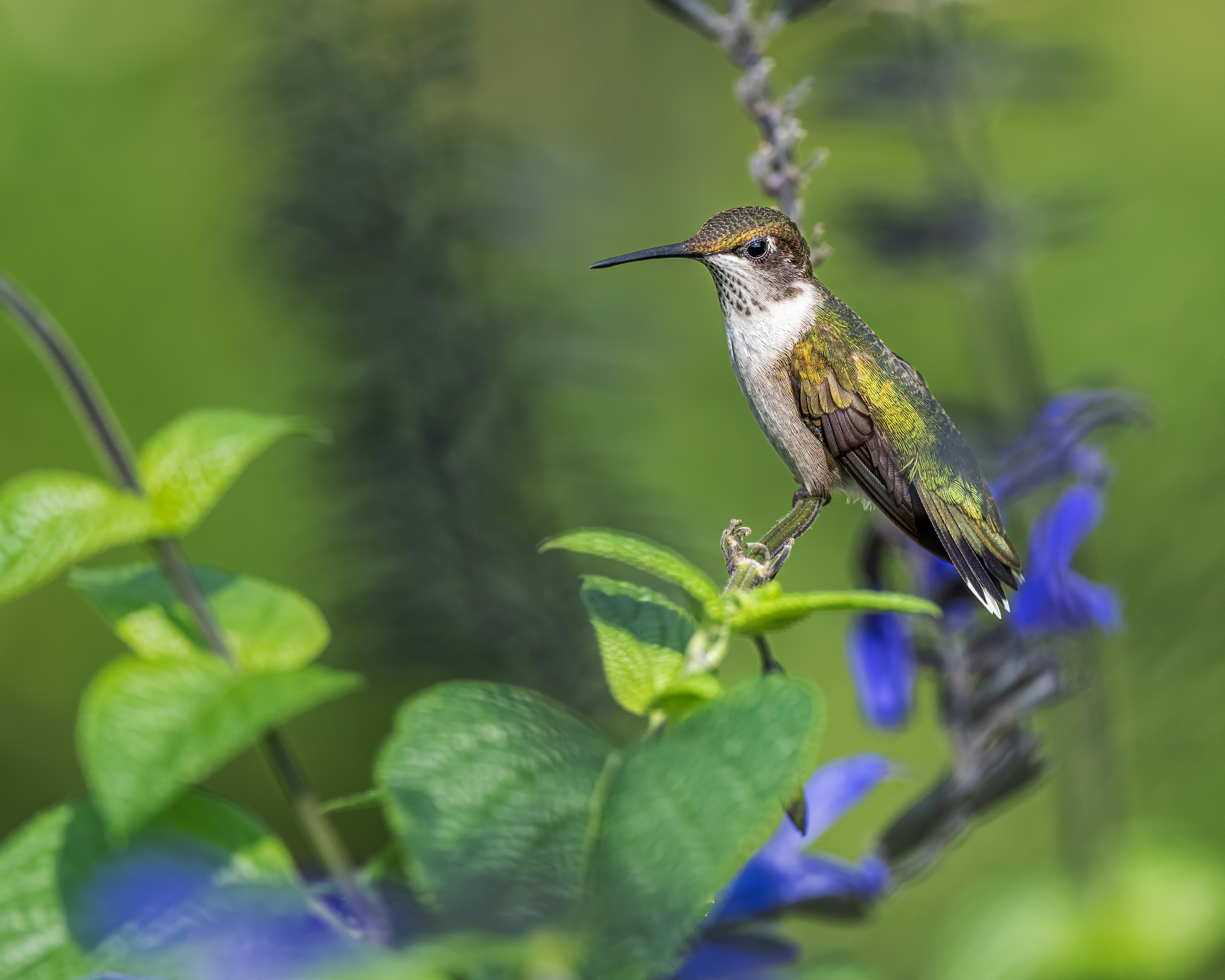 Photo by skylerewing