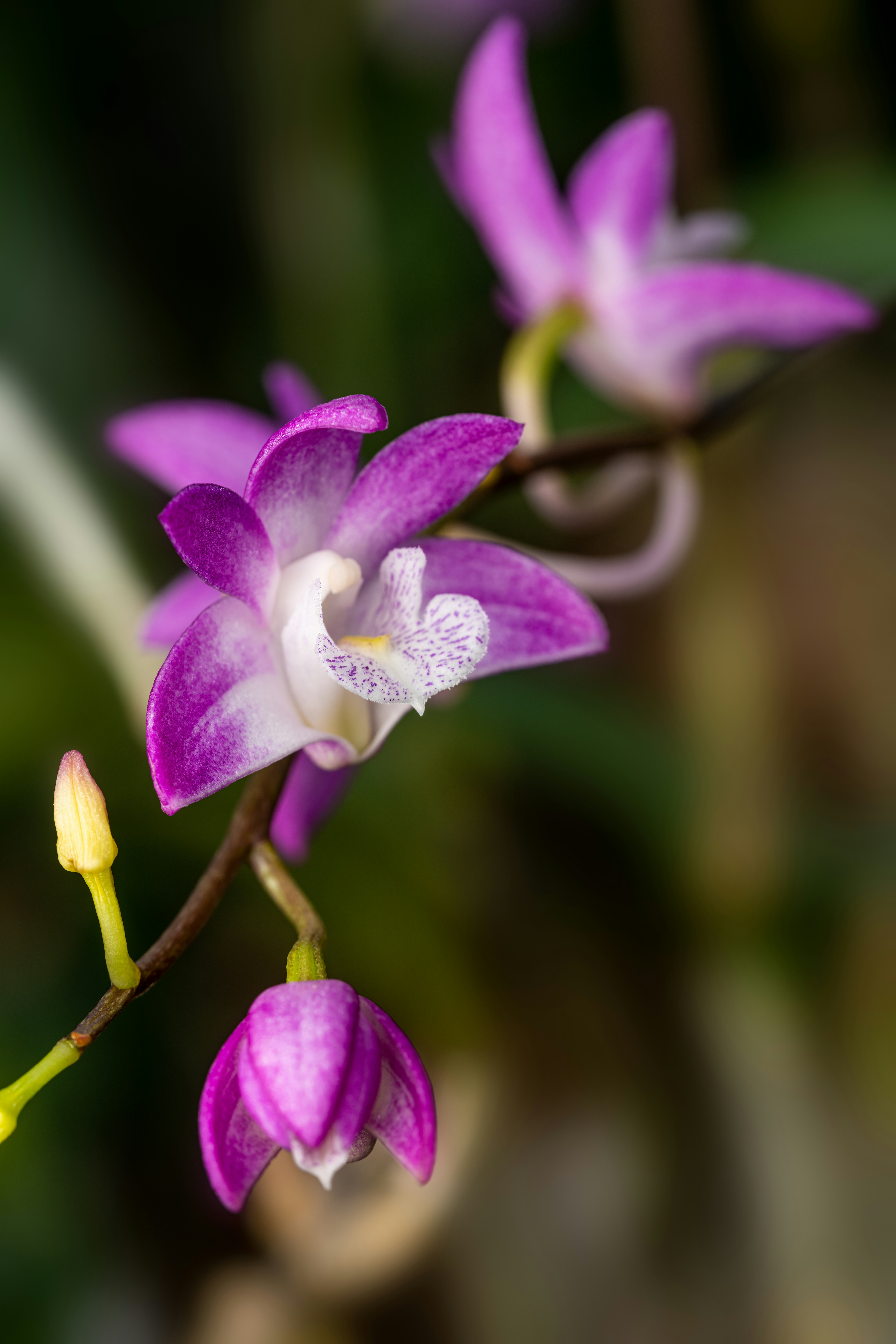 a close up of purple flowers