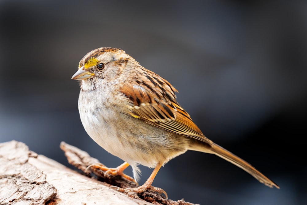 a bird standing on a log