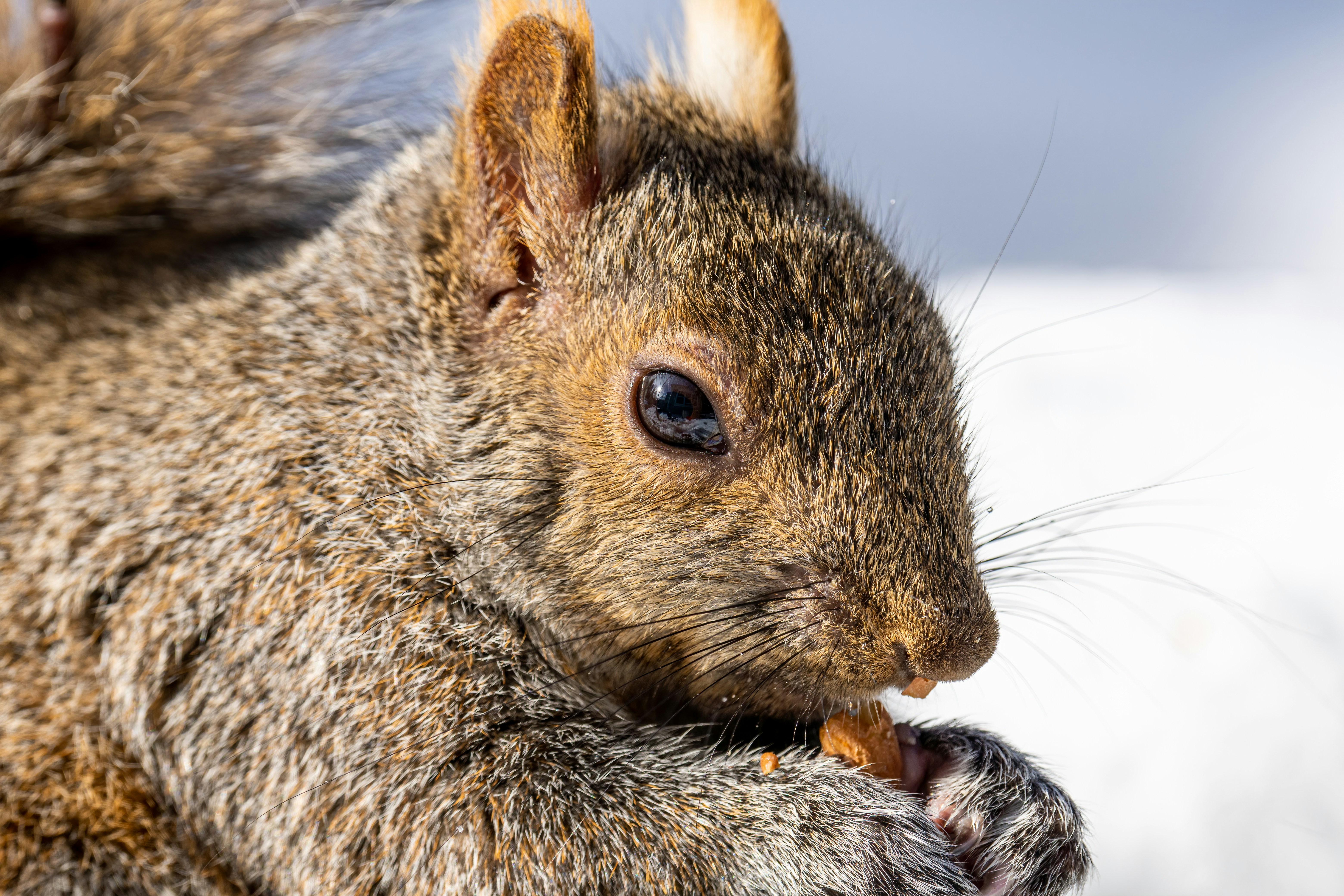 Photo by skylerewing